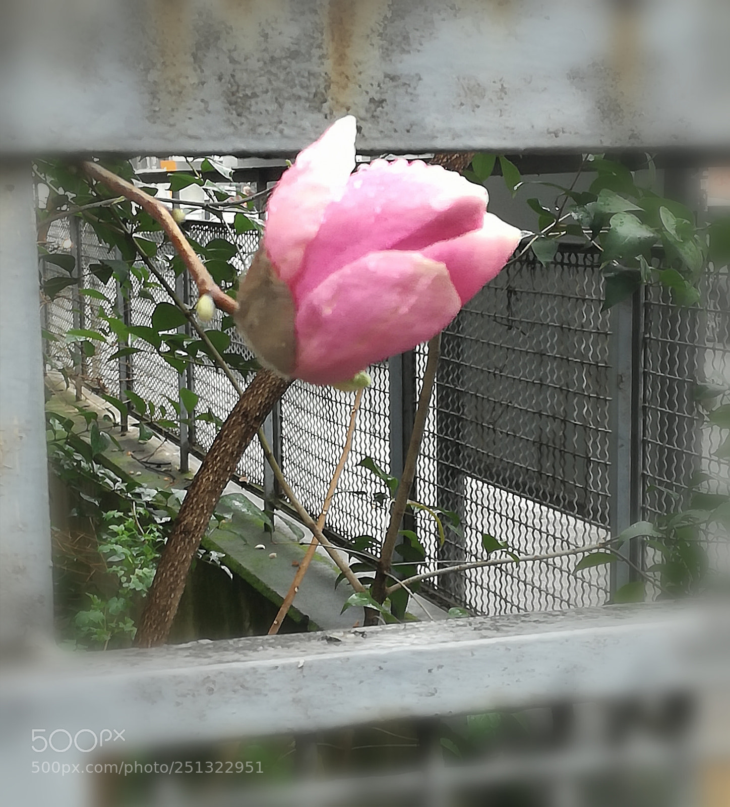 HUAWEI P9 LITE sample photo. Spring photography