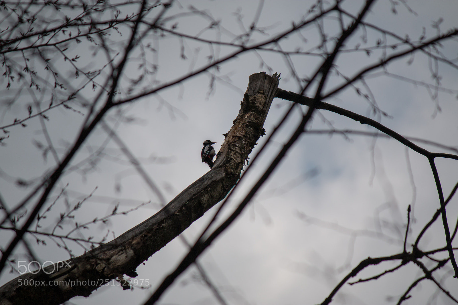 Canon EOS 70D sample photo. Woodpecker photography