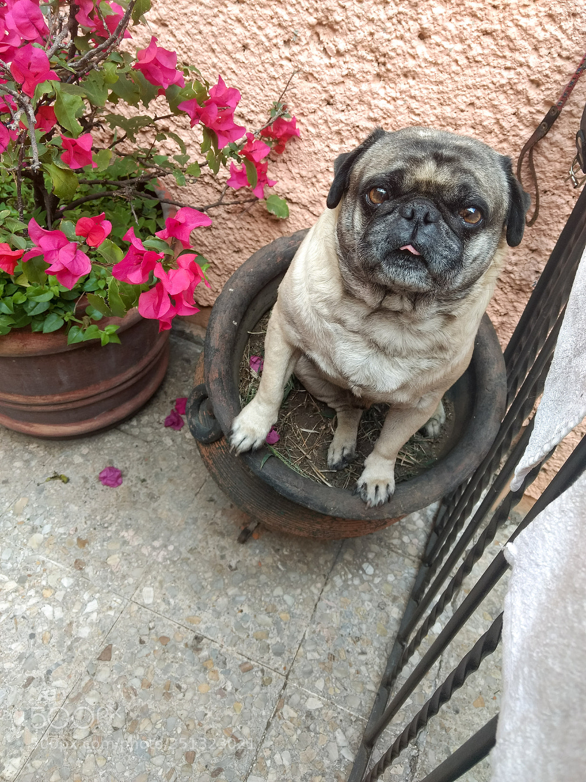 Motorola Moto G (4) sample photo. Pug plant photography