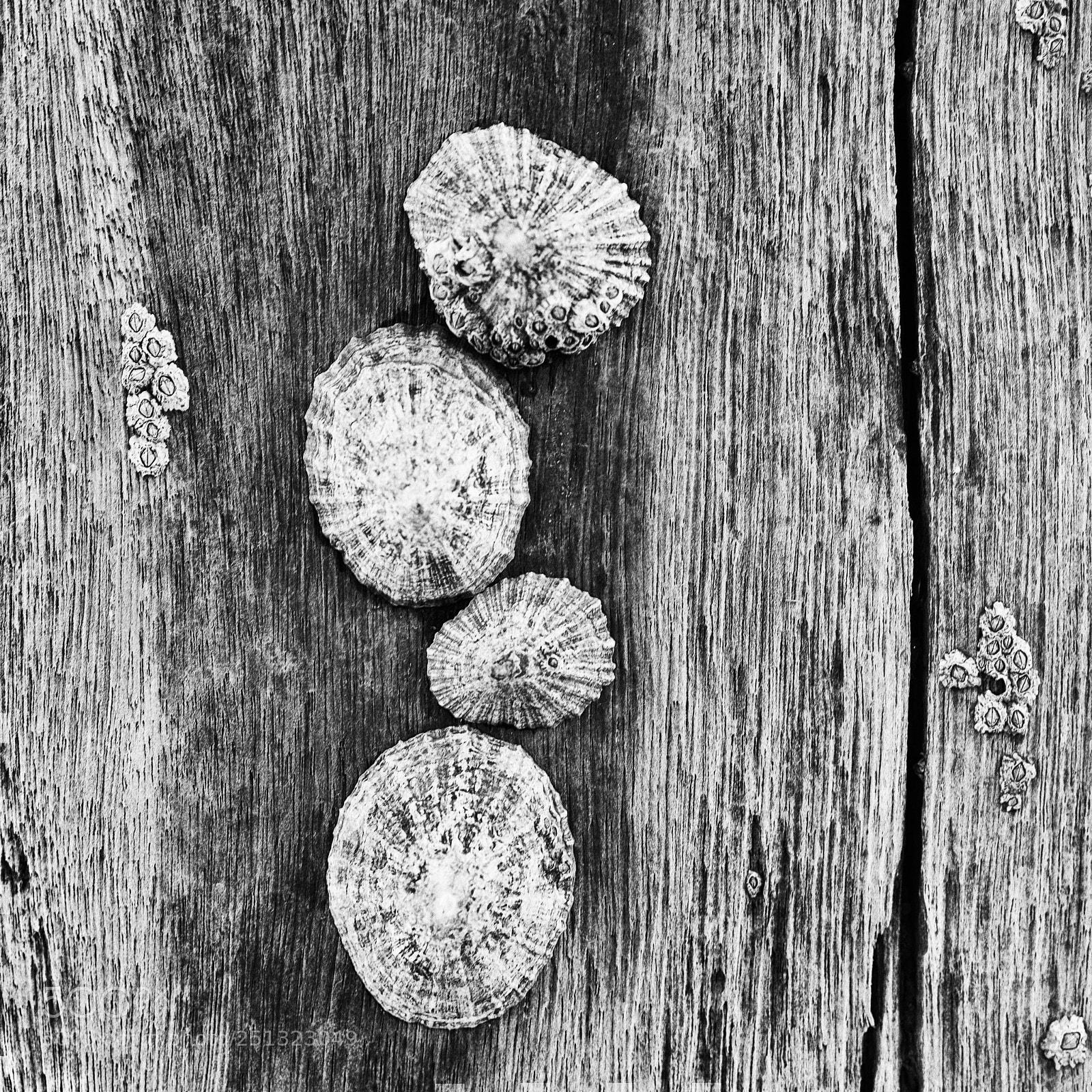Fujifilm X-Pro1 sample photo. Limpets photography
