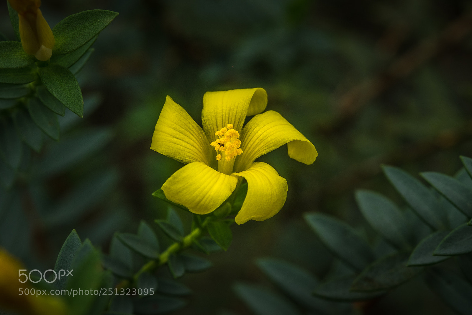 Fujifilm X-T1 sample photo. Hypericum aegypticum photography