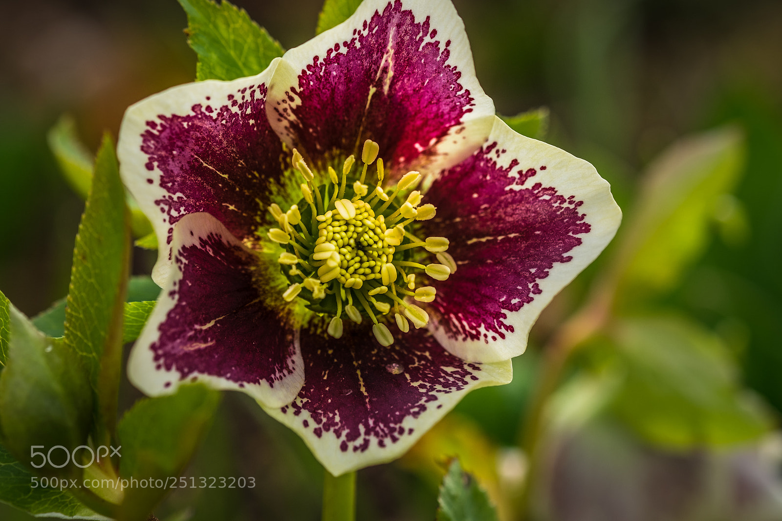 Fujifilm X-T1 sample photo. Schneerose (helleborus niger) photography