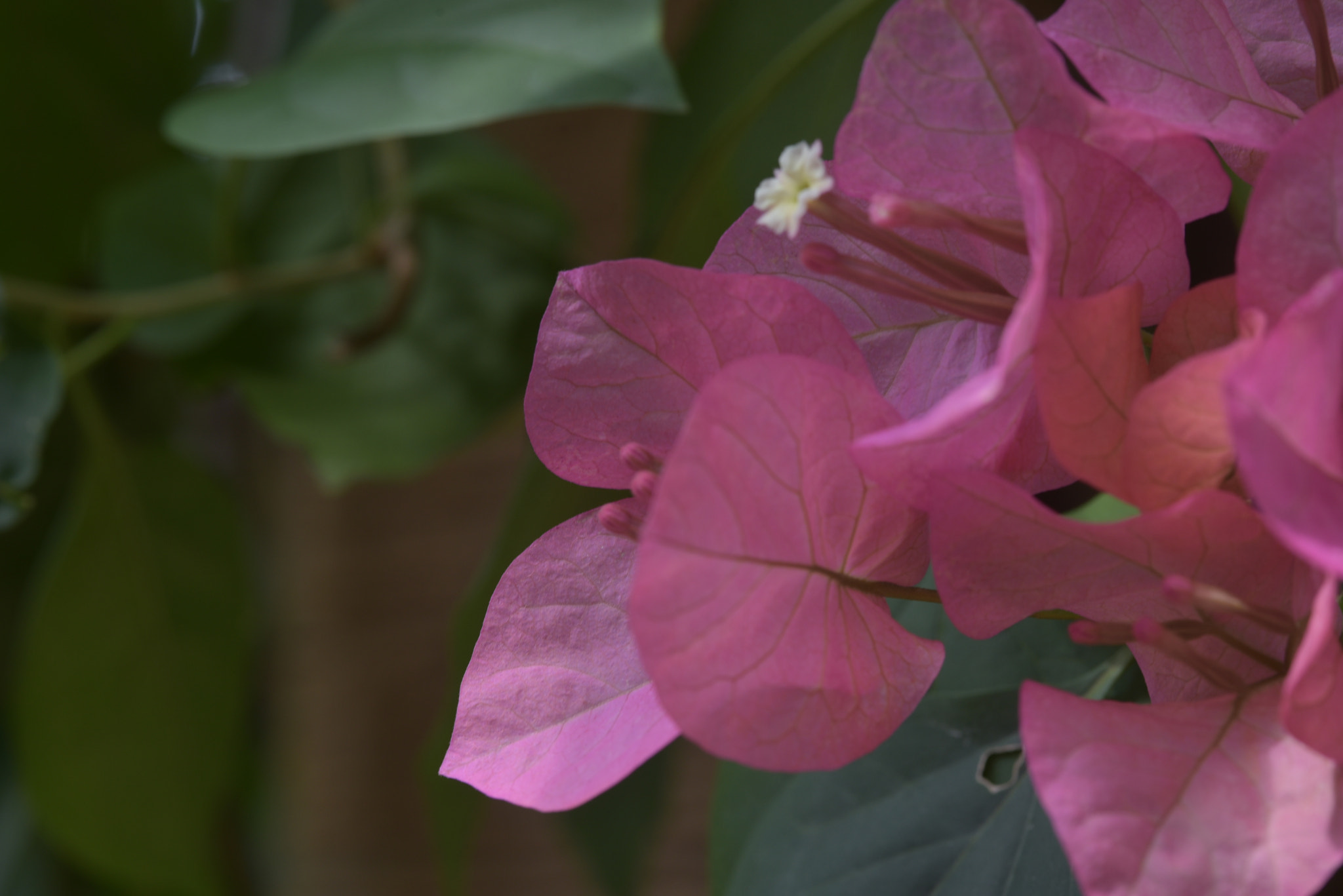 Nikon D750 + Sigma 105mm F2.8 EX DG Macro sample photo. * the shyness photography