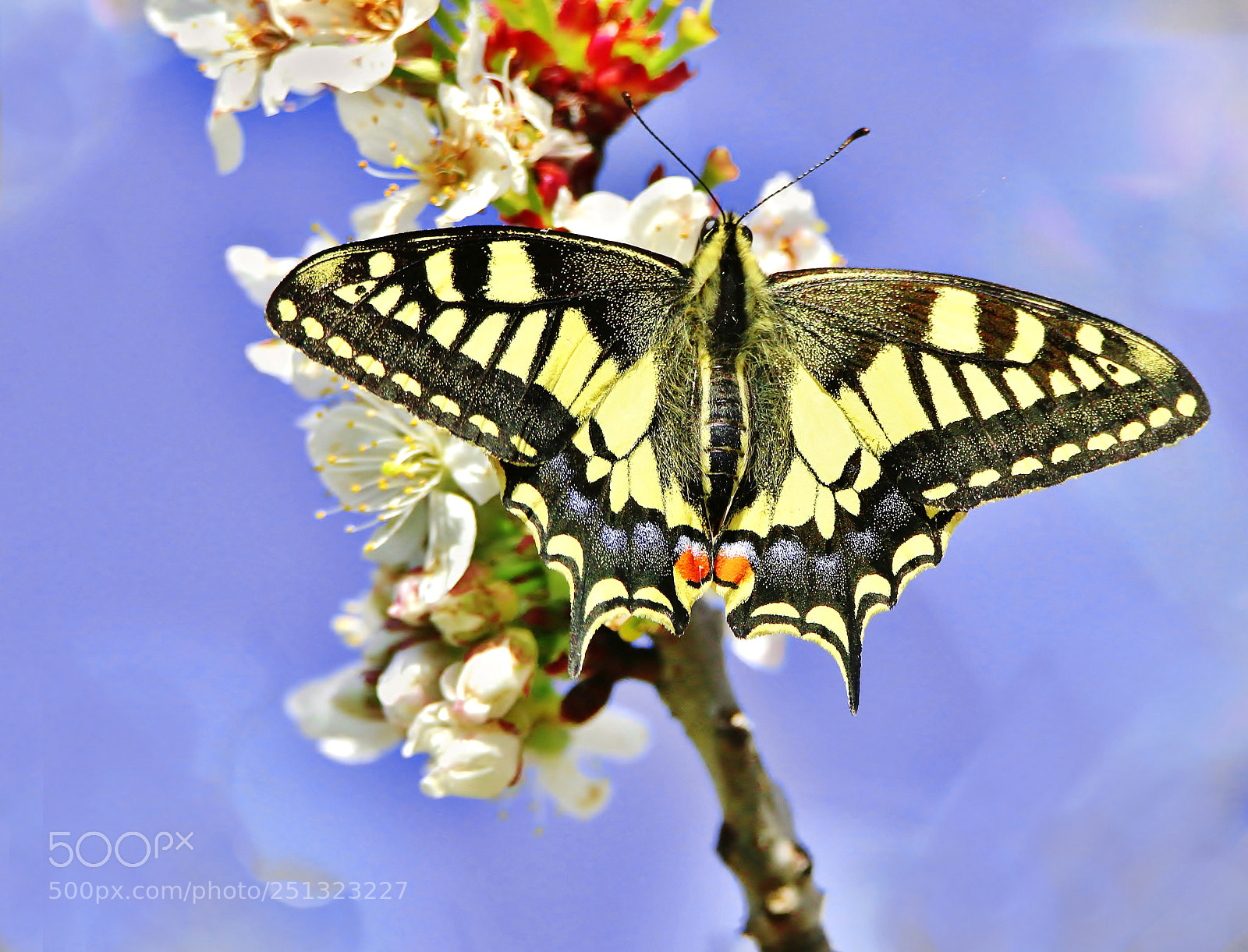 Canon EOS 70D sample photo. Farfalla macaone photography