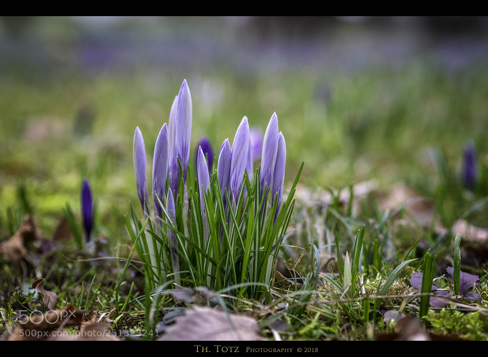 Olympus OM-D E-M1 sample photo. Spring flowers photography