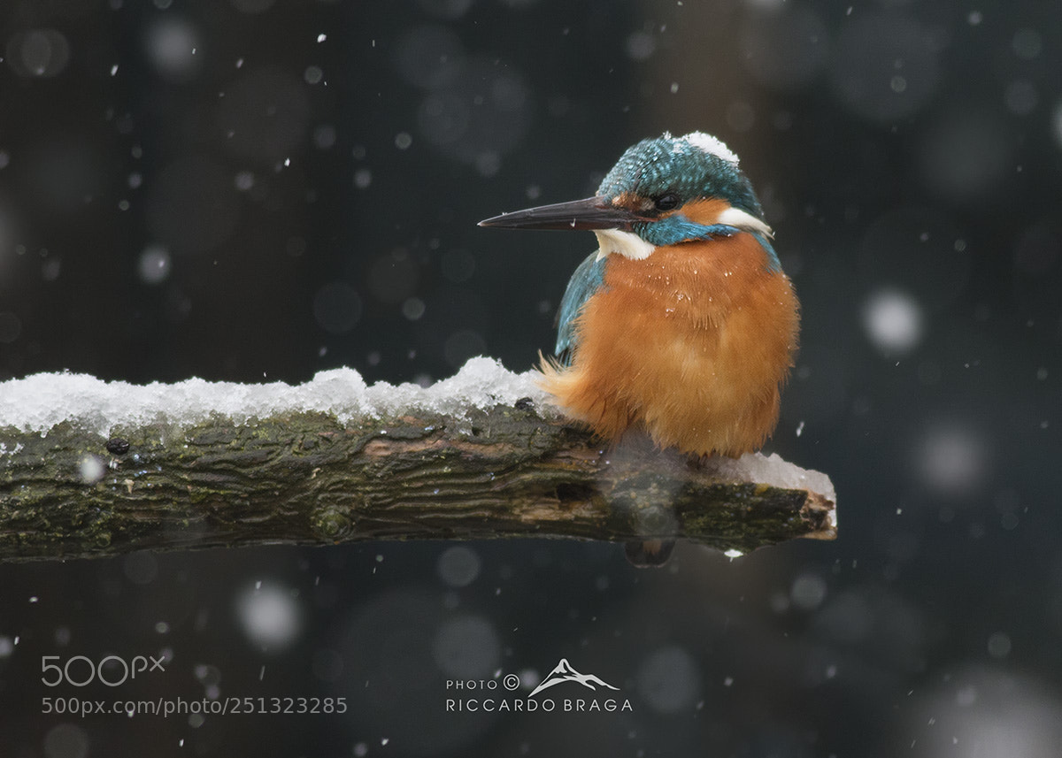 Canon EOS 70D sample photo. It's snowing photography