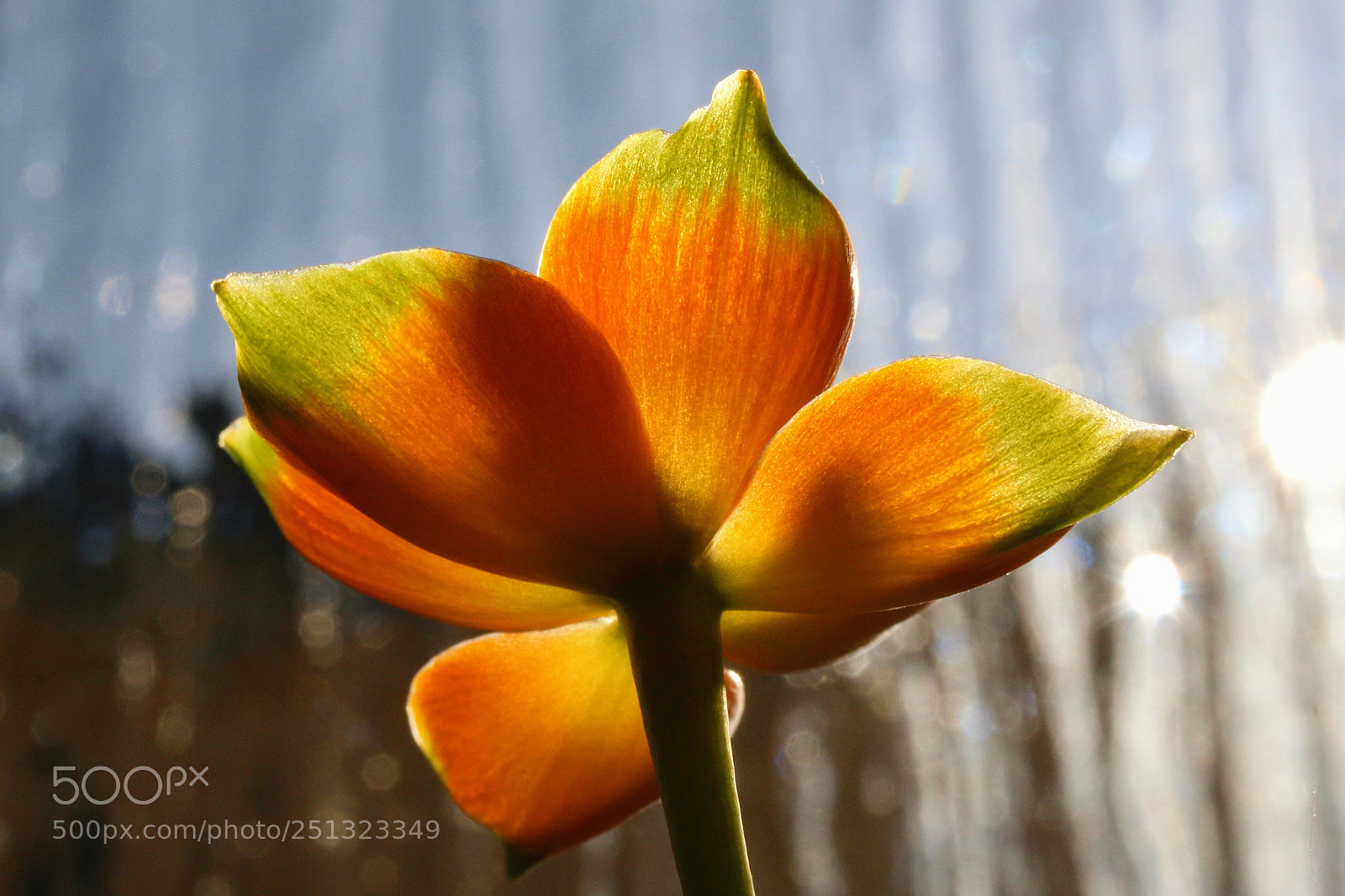Canon EOS 70D sample photo. Beauty of the little photography