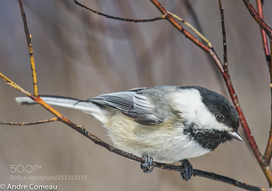 Nikon D500 sample photo. Chickadee photography
