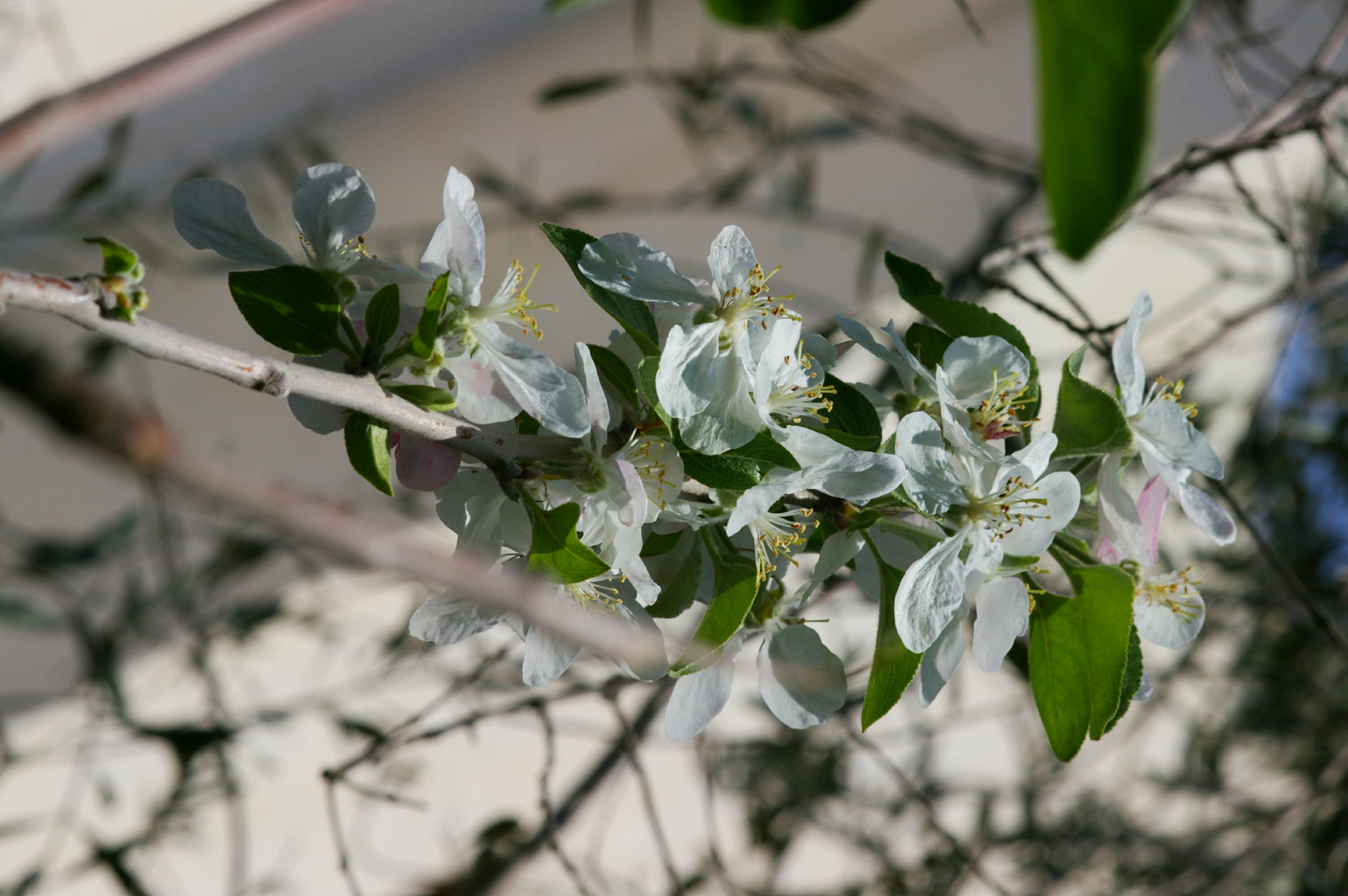 Pentax *ist DS sample photo