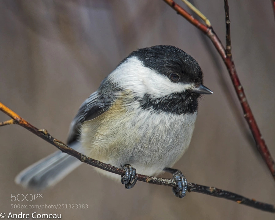 Nikon D500 sample photo. Chickadee photography