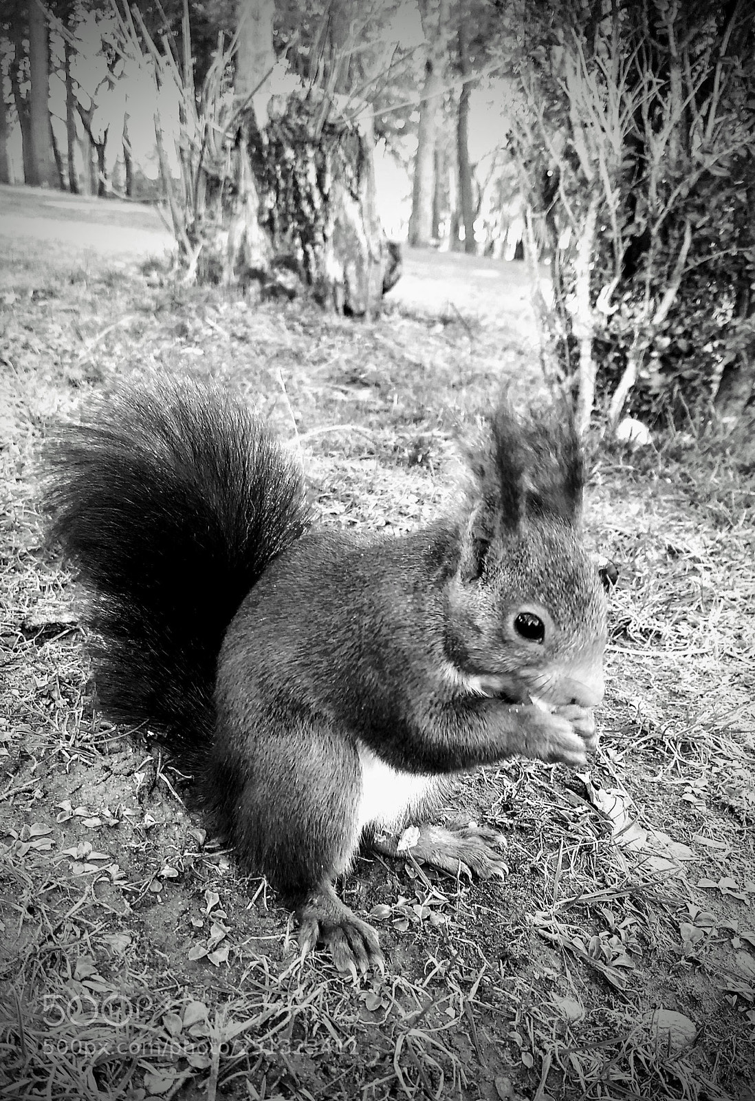 Motorola Moto G (5) Plus sample photo. Chipmunk photography