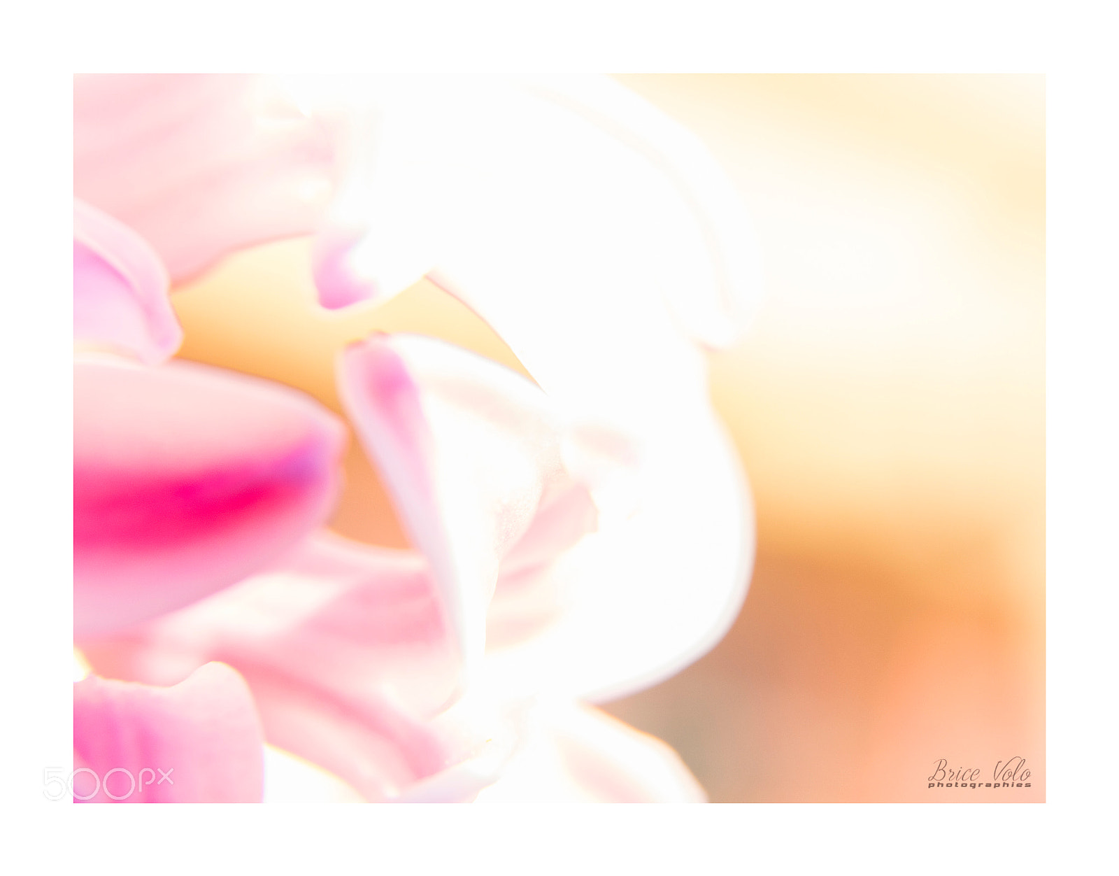 Canon EOS 5DS sample photo. Flower power photography
