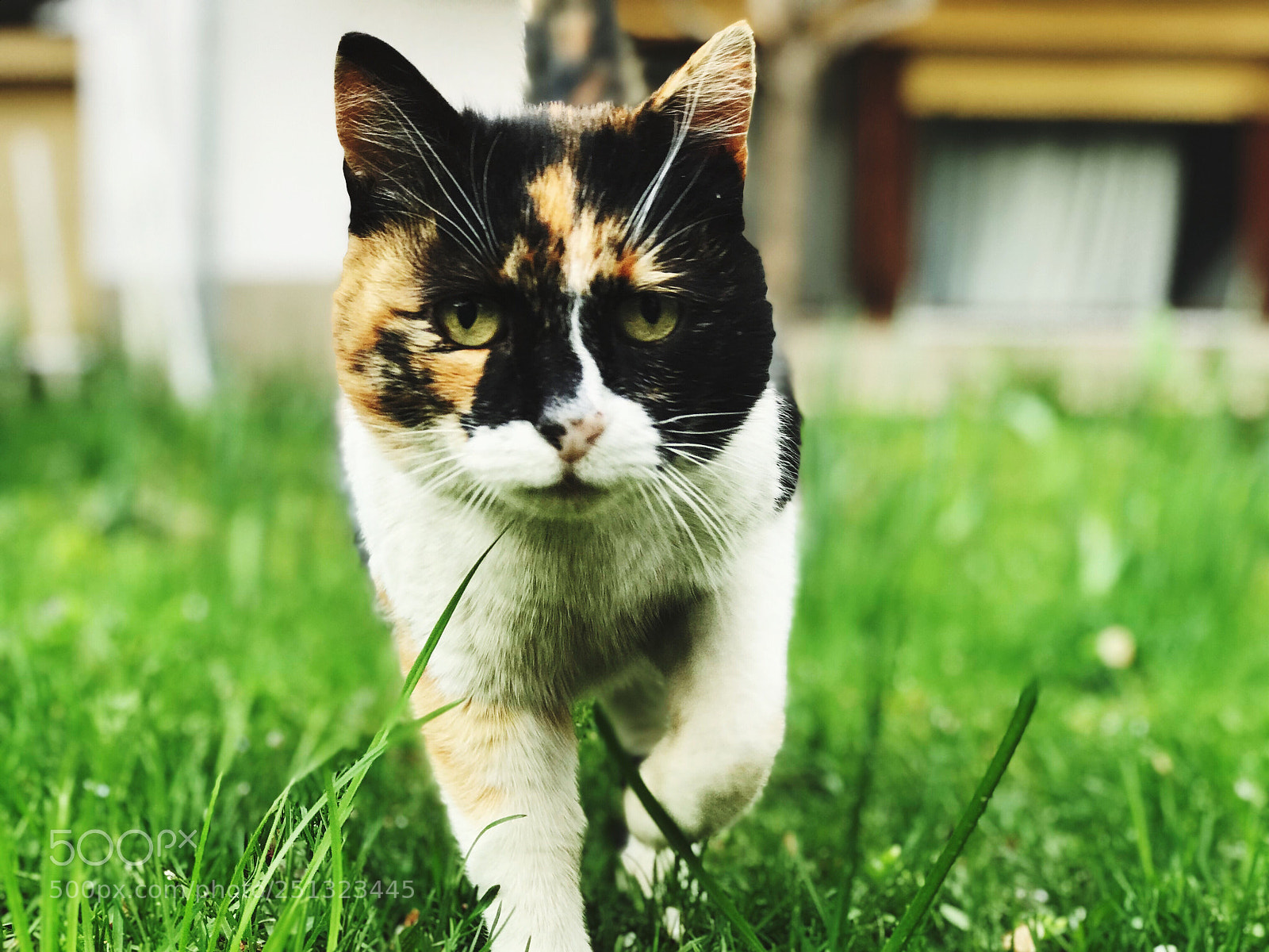 Apple iPhone 7 Plus sample photo. Cat in yard closeup  photography