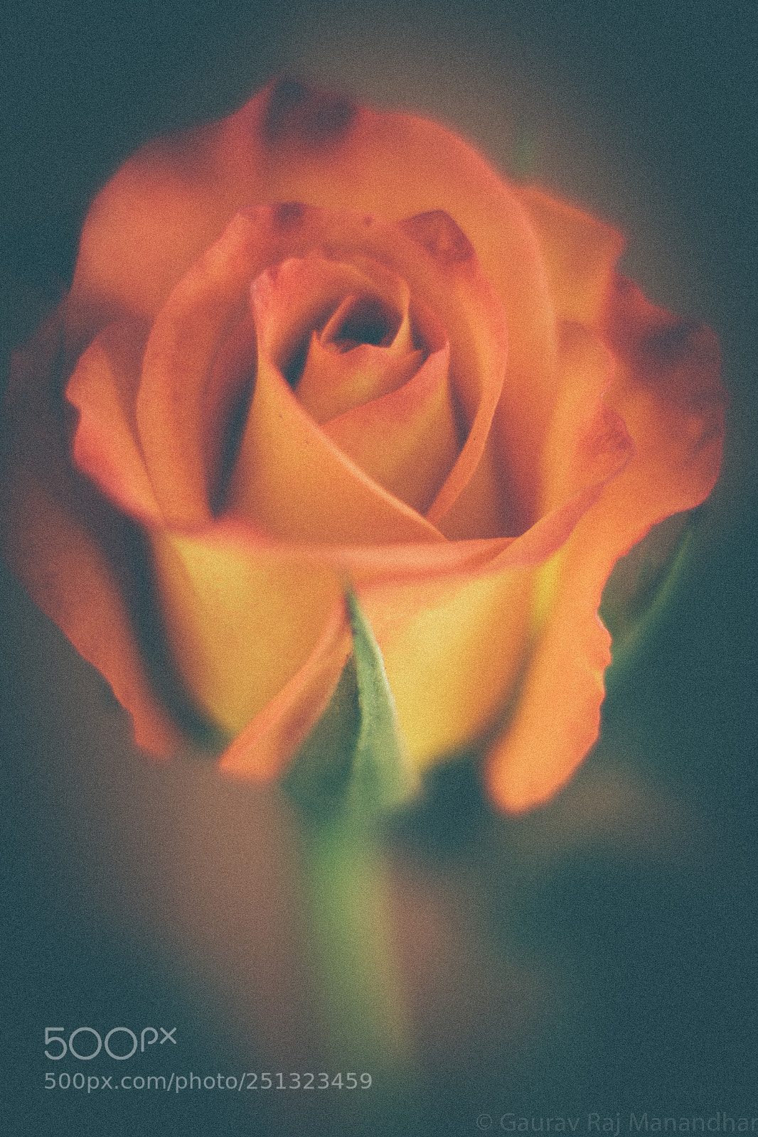 Canon EOS 70D sample photo. R o s e photography