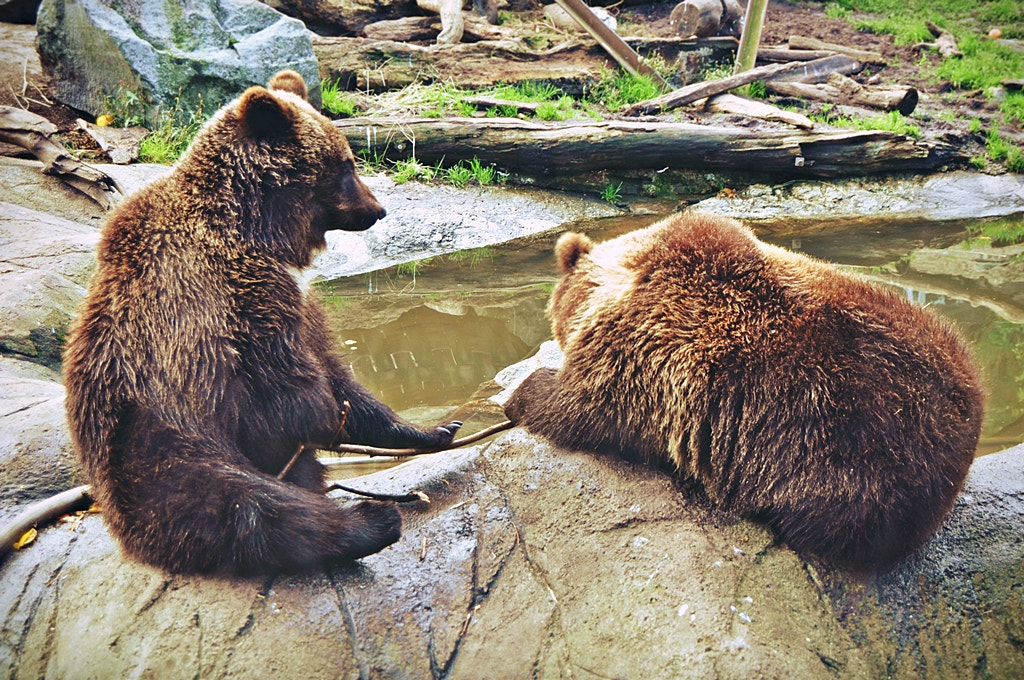 Nikon D5000 sample photo. Bored bears photography