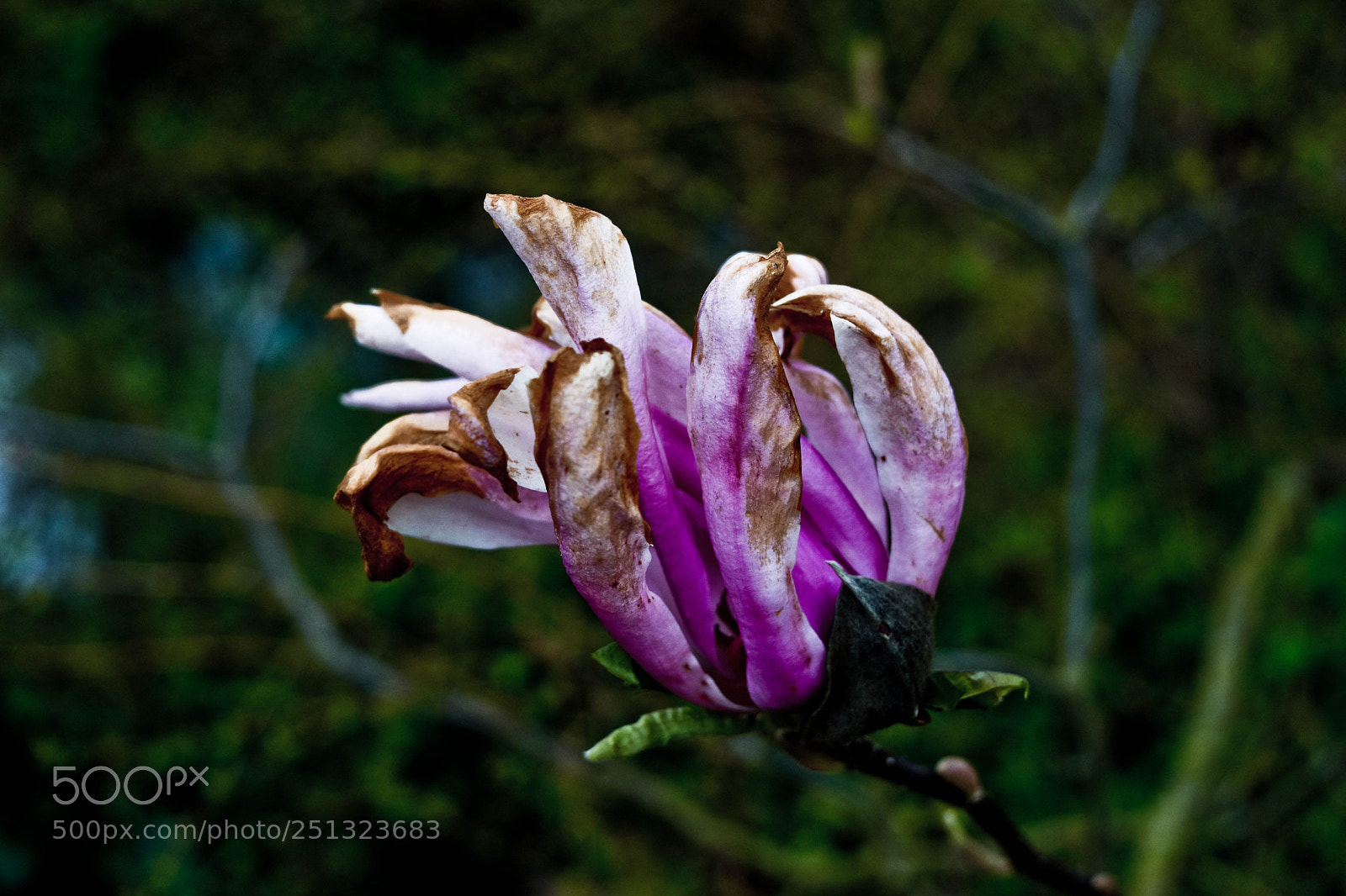Nikon D5500 sample photo. Douce vieillesse photography
