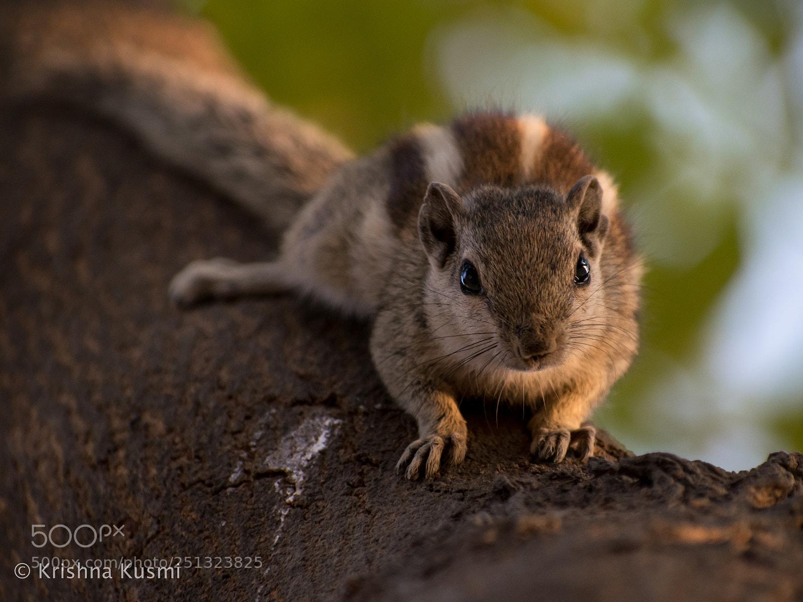 Nikon D3300 sample photo. I am squirrel indian photography