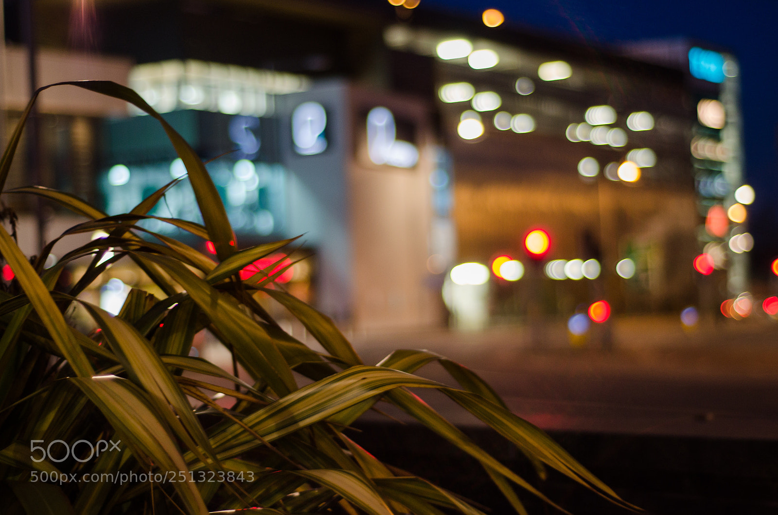 Nikon D5100 sample photo. City plant photography