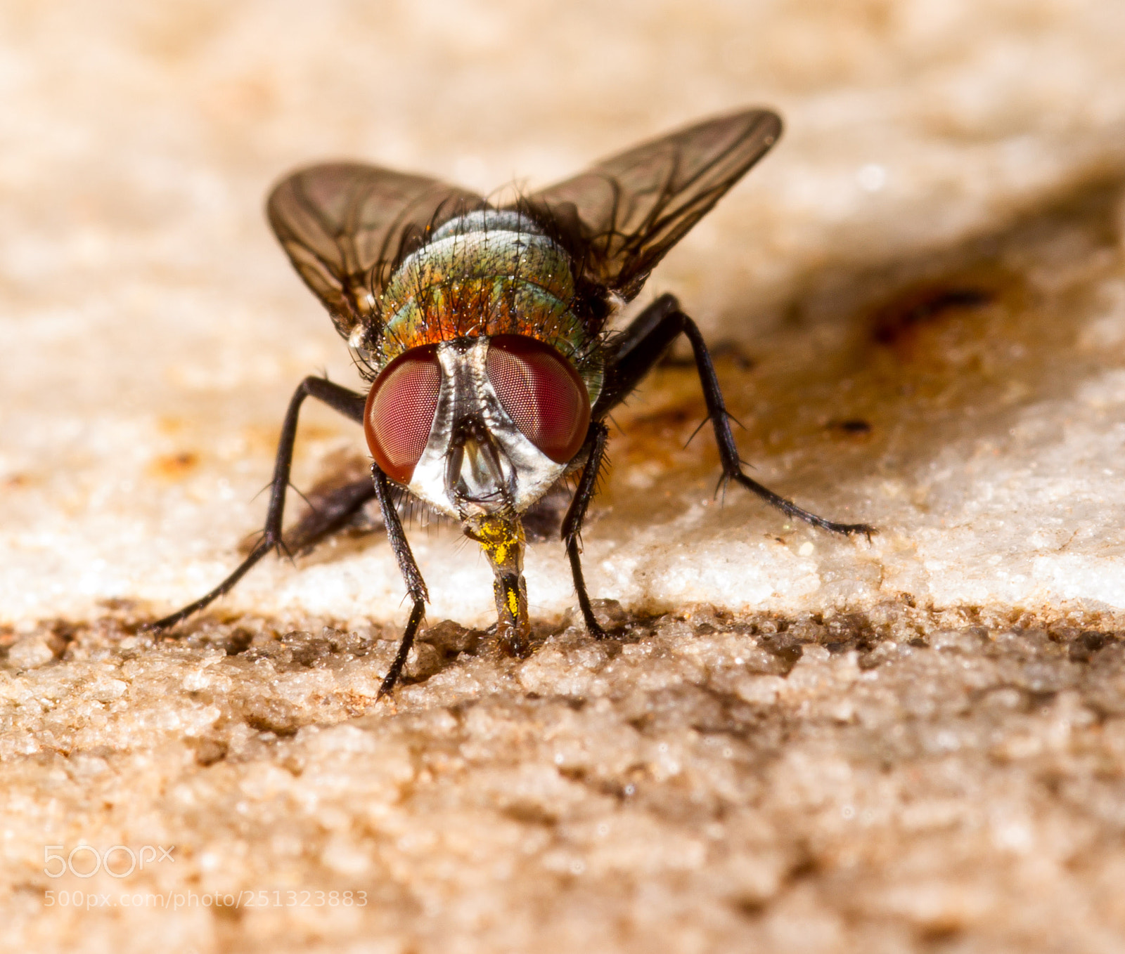 Canon EOS 7D sample photo. Diptera photography