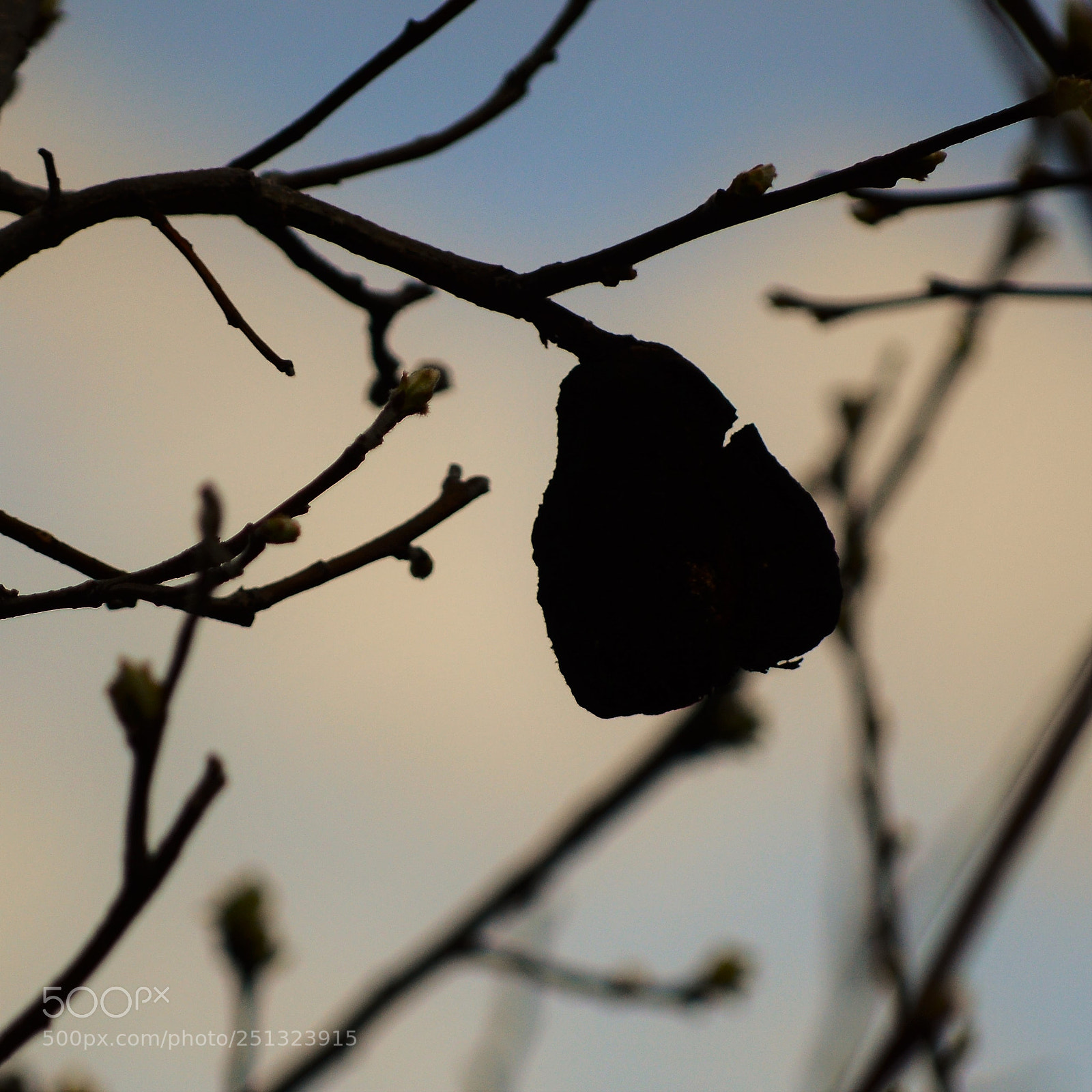 Nikon D3200 sample photo. Untitled photography