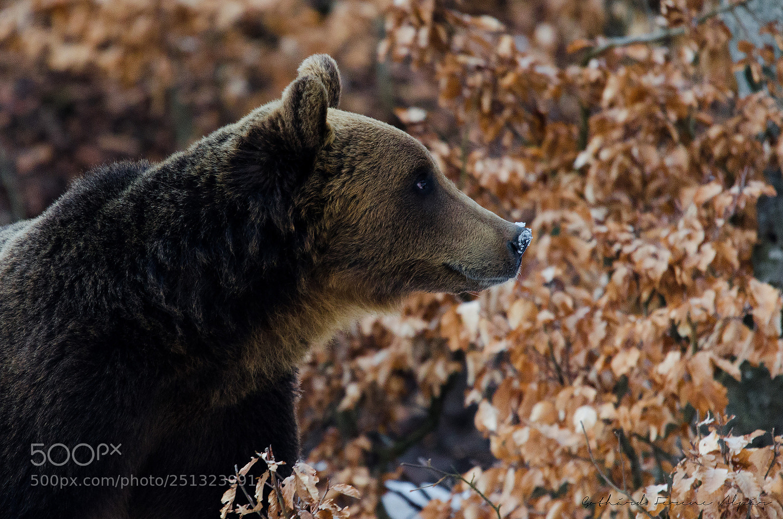 Nikon D7000 sample photo. Brown bear (ursus arctos) photography