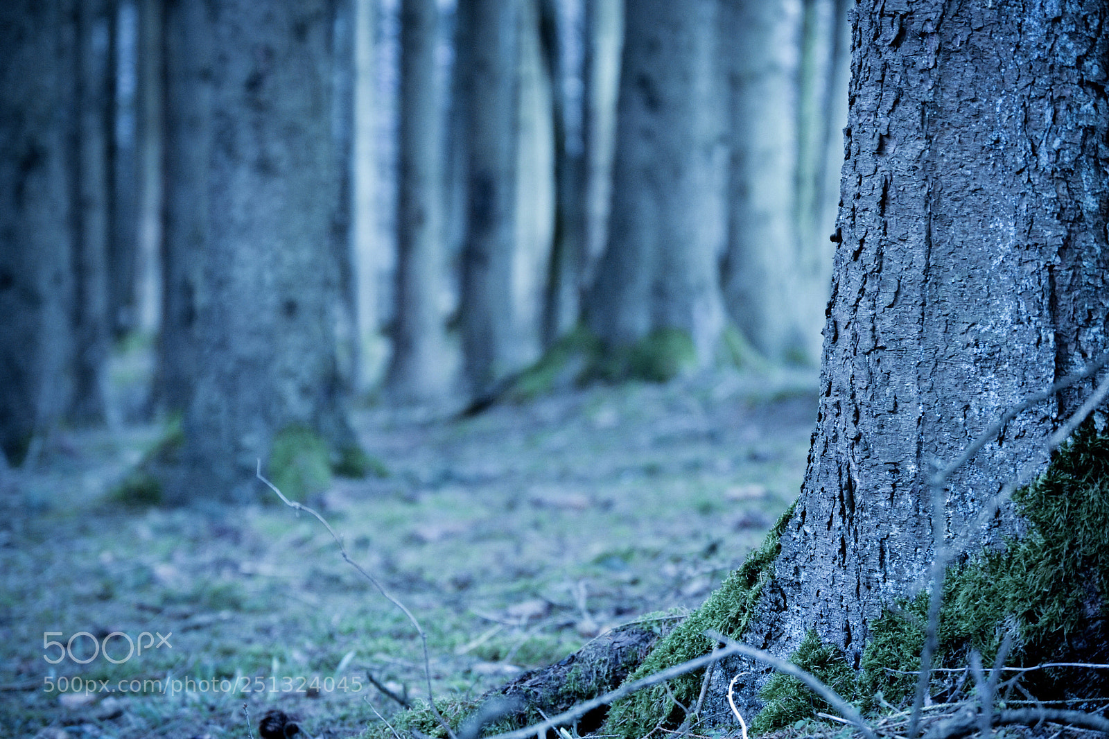 Nikon D3100 sample photo. Forest photography