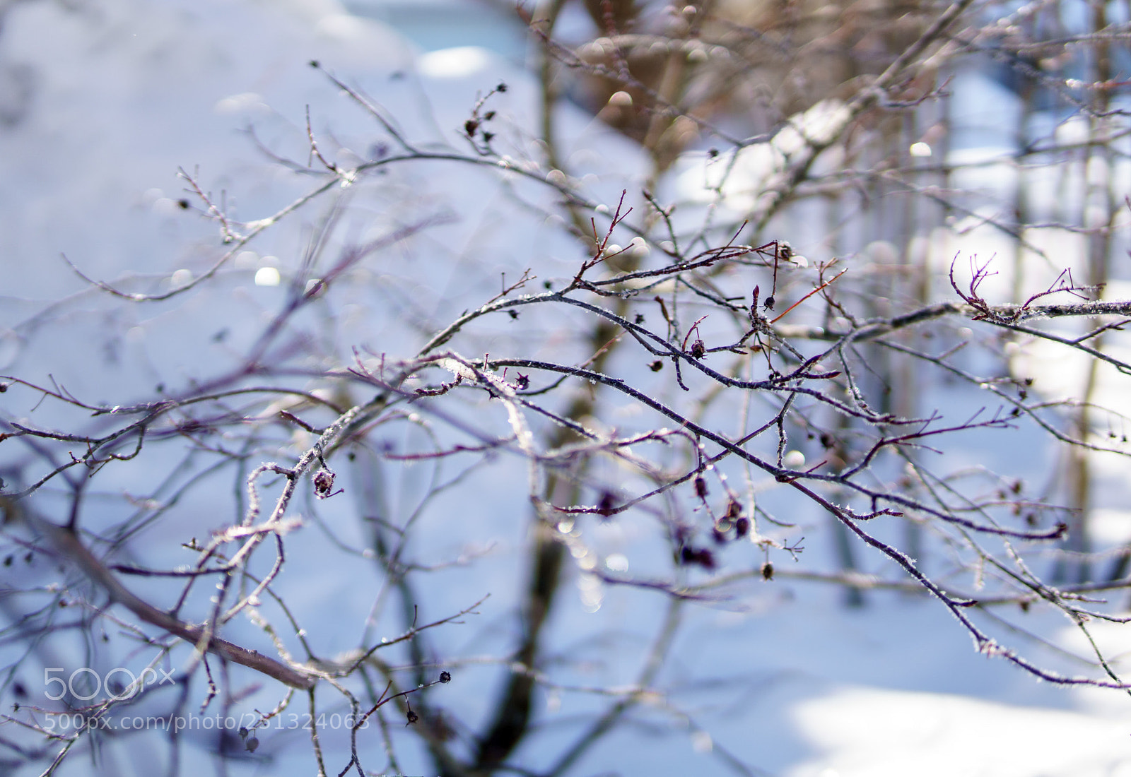 Sony a6300 sample photo. Spike photography