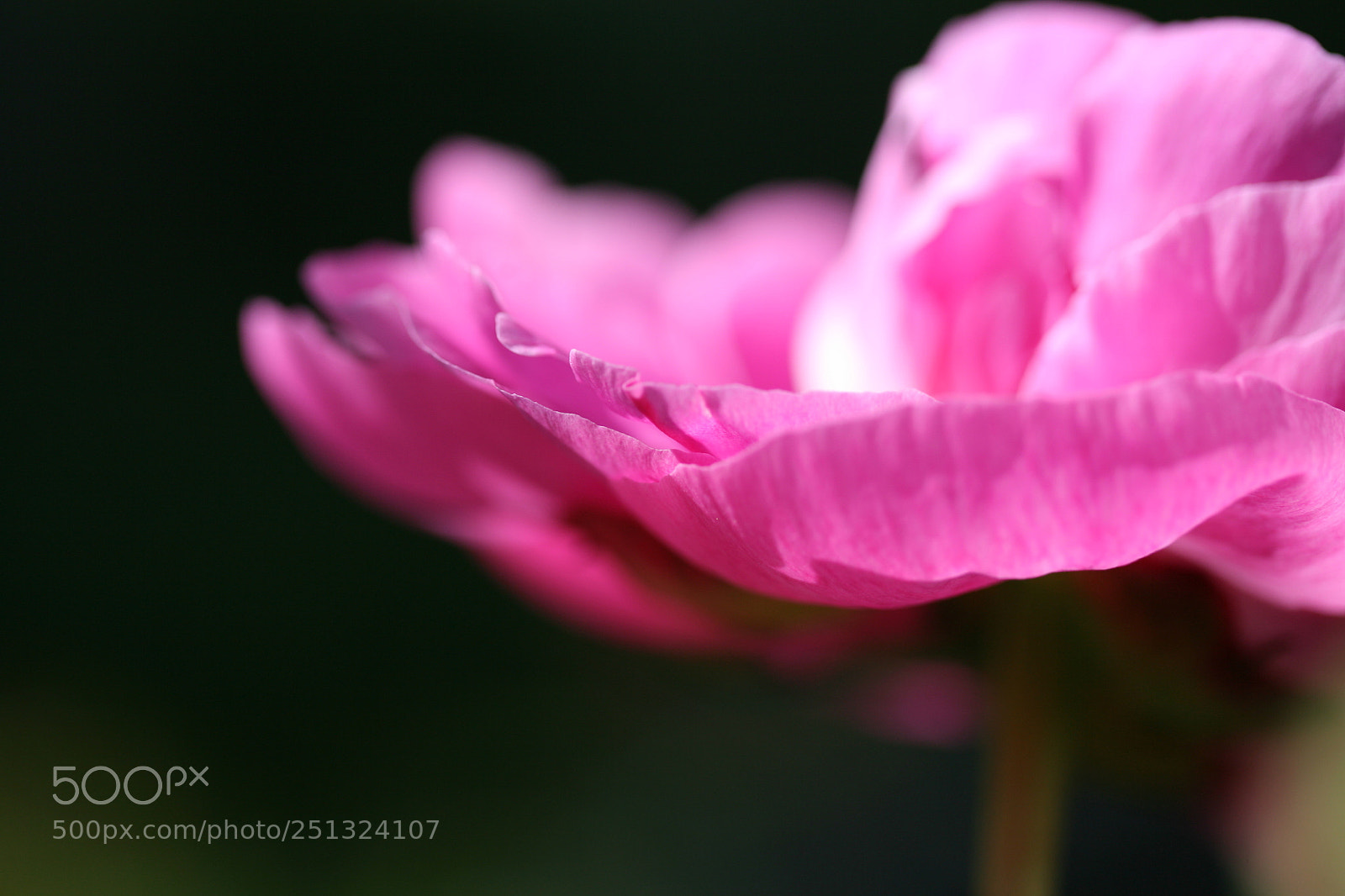 Canon EOS 5D sample photo. Pink paeonia photography