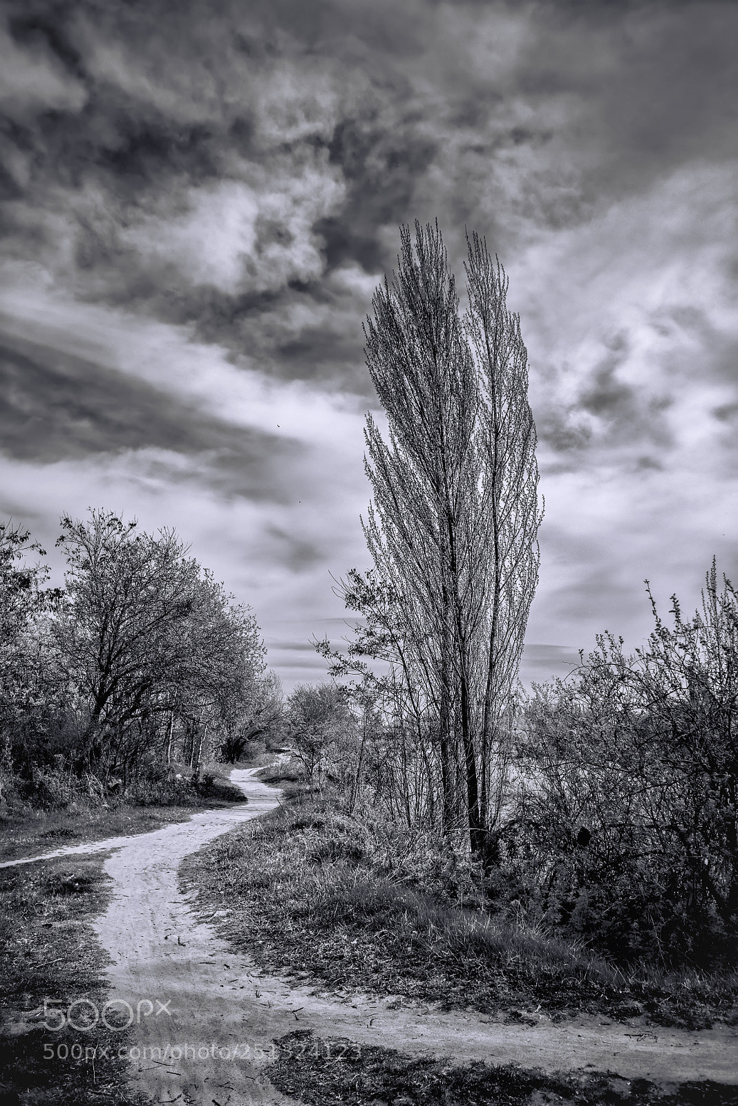 Nikon D800E sample photo. Path photography