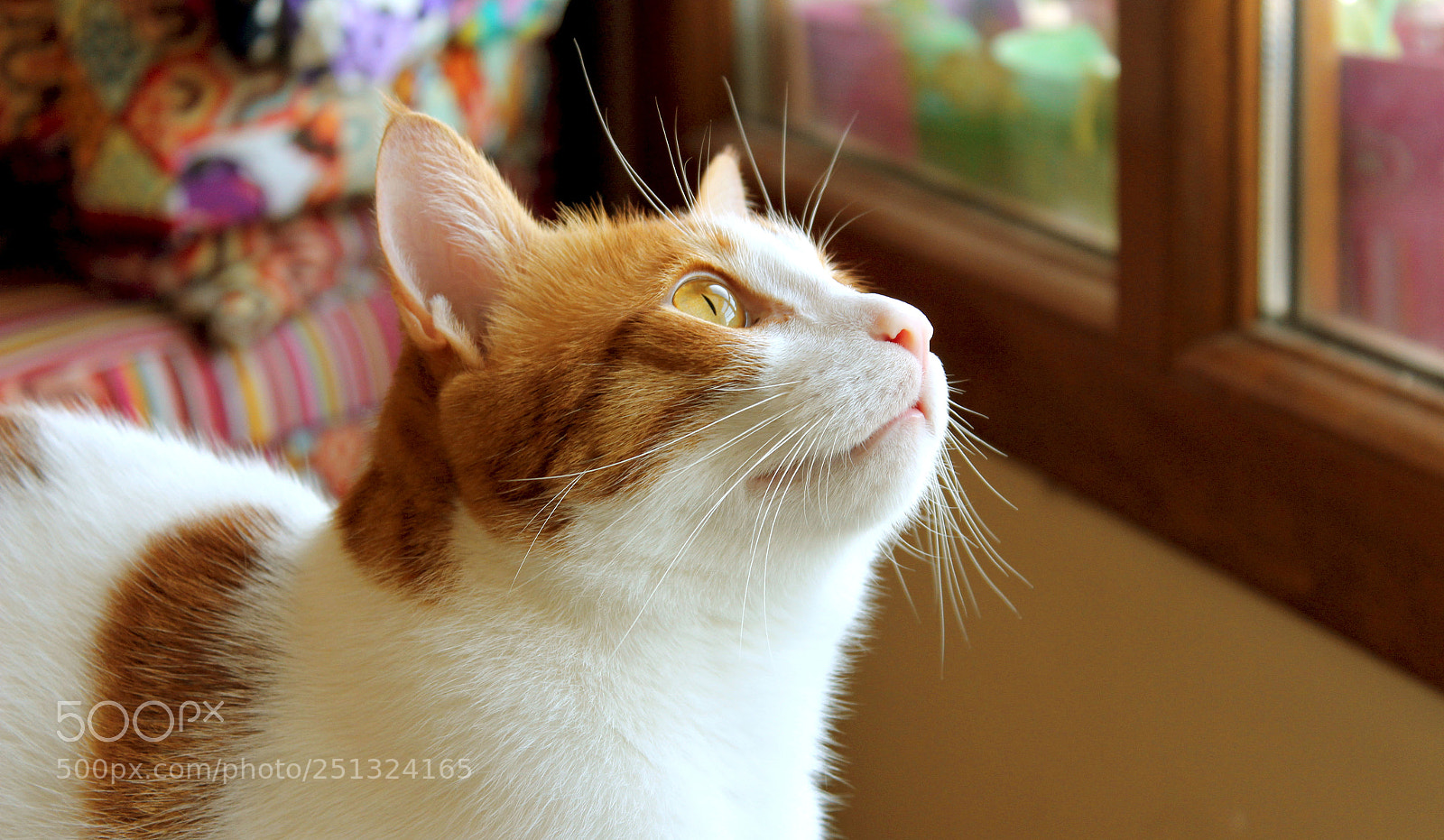 Canon EOS 1300D (EOS Rebel T6 / EOS Kiss X80) sample photo. Ekmekk photography