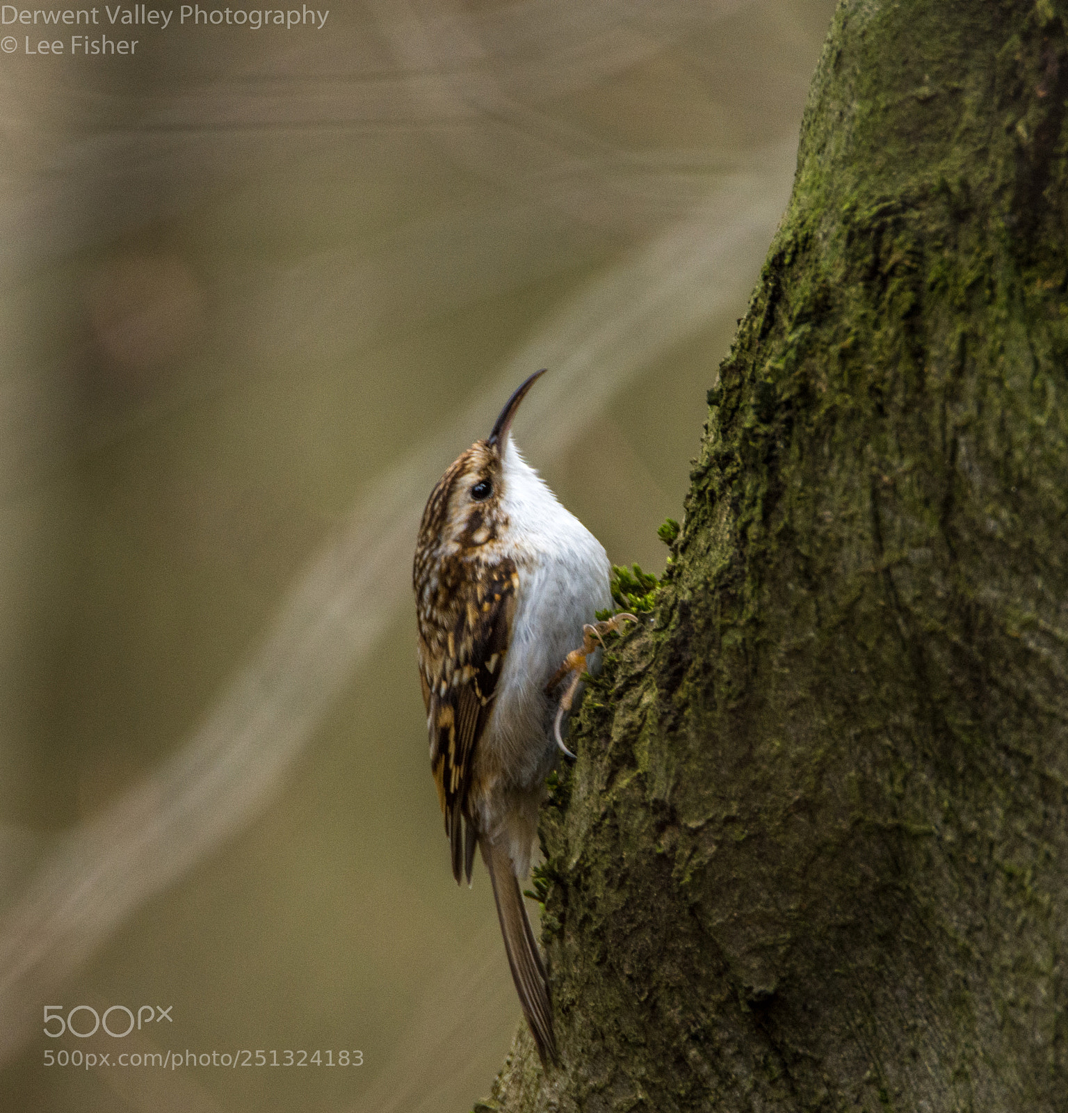Nikon D7200 sample photo. Treecreeper photography