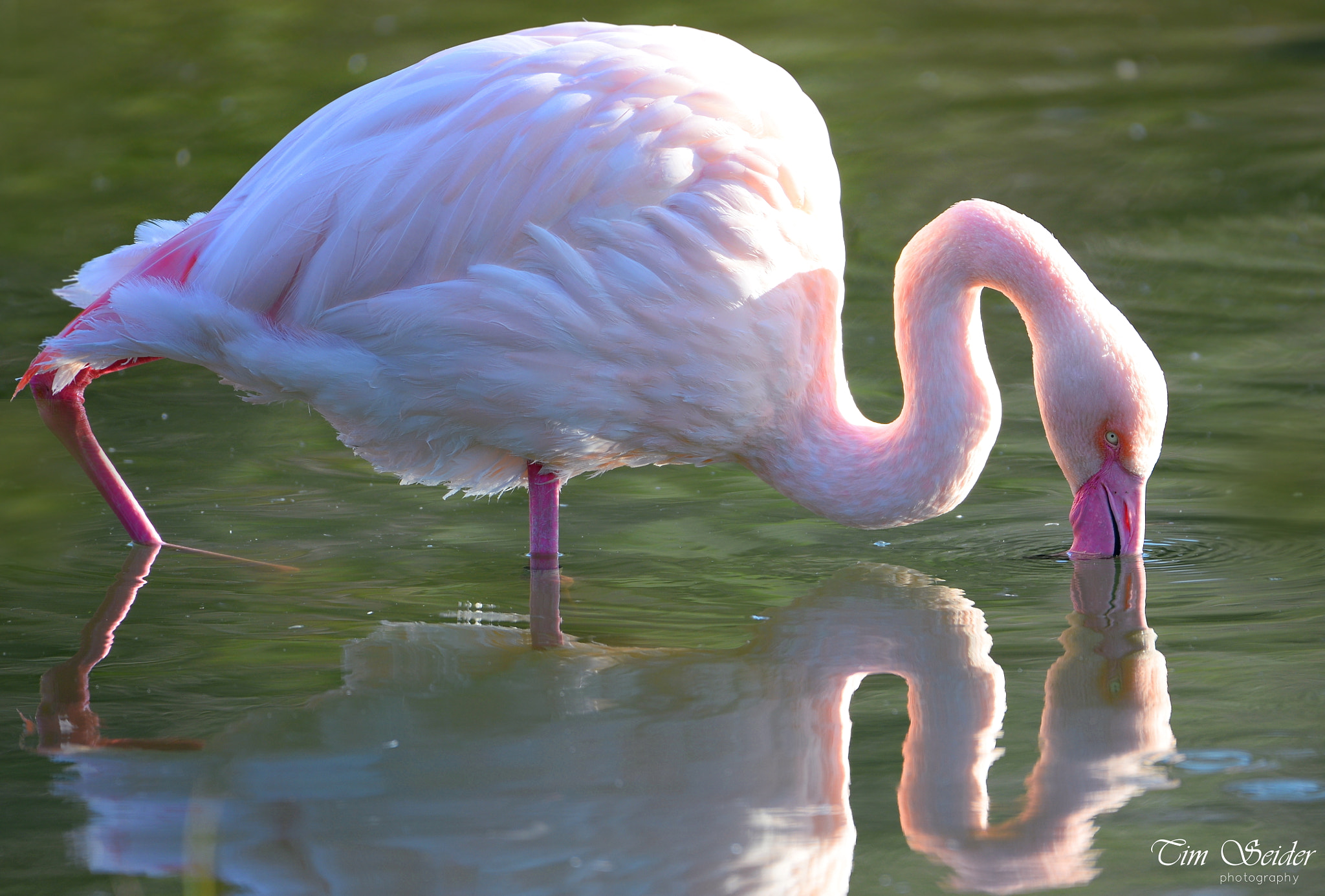 Nikon AF-S Nikkor 200-500mm F5.6E ED VR sample photo. Auf leisen sohlen photography