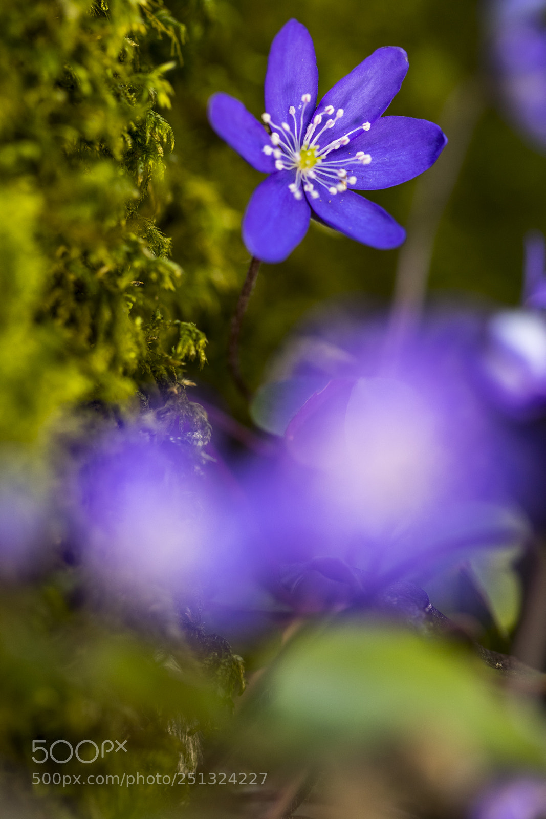 Canon EOS 7D Mark II sample photo. Flower photography