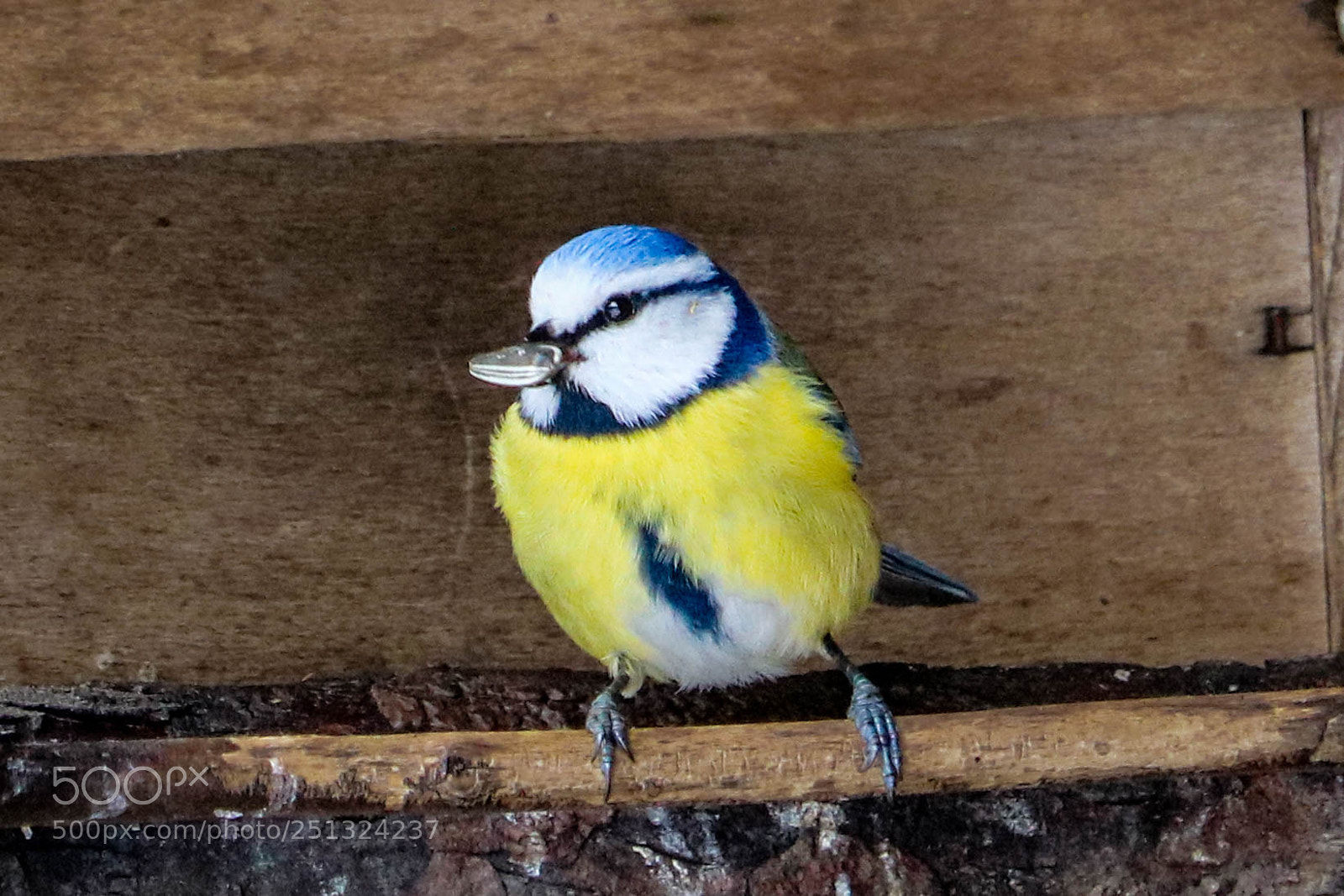 Canon EOS 750D (EOS Rebel T6i / EOS Kiss X8i) sample photo. Hungrige kleine meise... photography