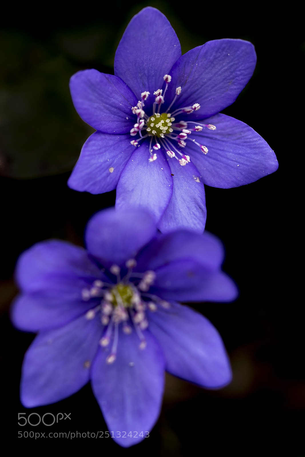 Canon EOS 7D Mark II sample photo. Flower photography