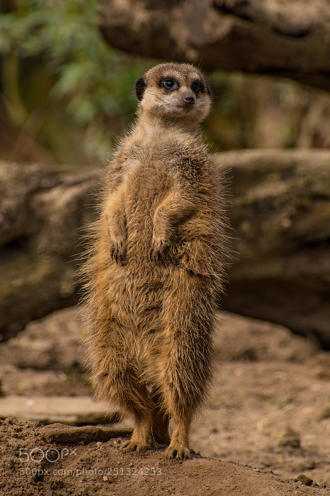 Nikon D5500 sample photo. On the lookout photography