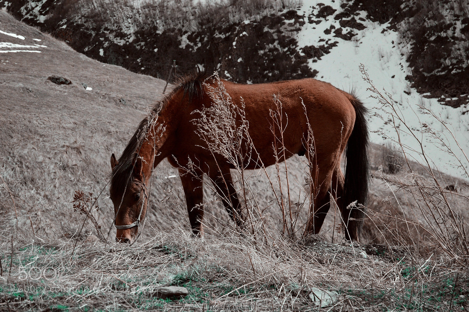 Nikon D3200 sample photo. Brown horse photography
