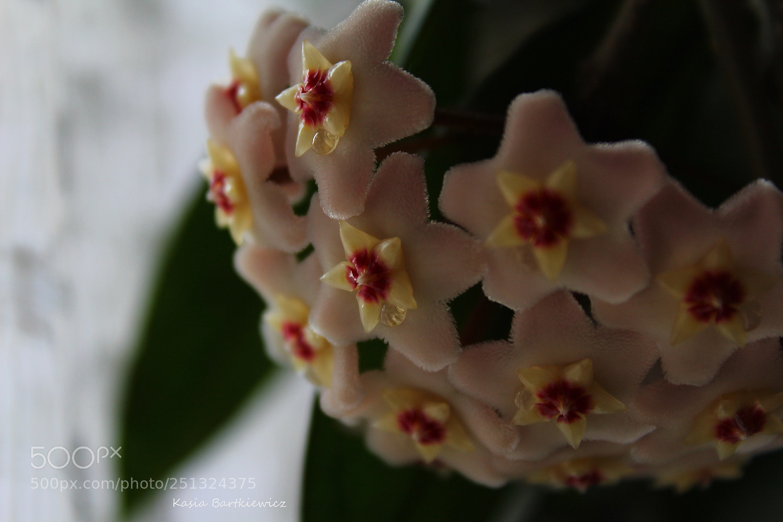 Canon EOS 1300D (EOS Rebel T6 / EOS Kiss X80) sample photo. Drops of nectar photography