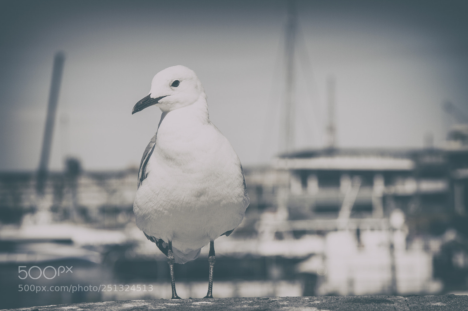 Canon EOS 7D sample photo. Seagull photography