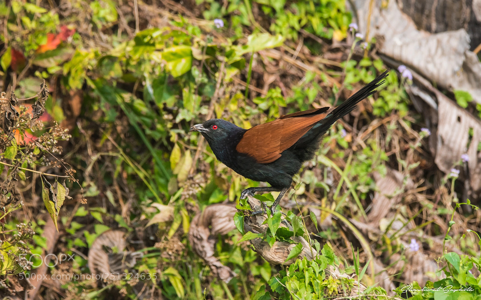 Canon EOS 7D Mark II sample photo. The greater coucal photography