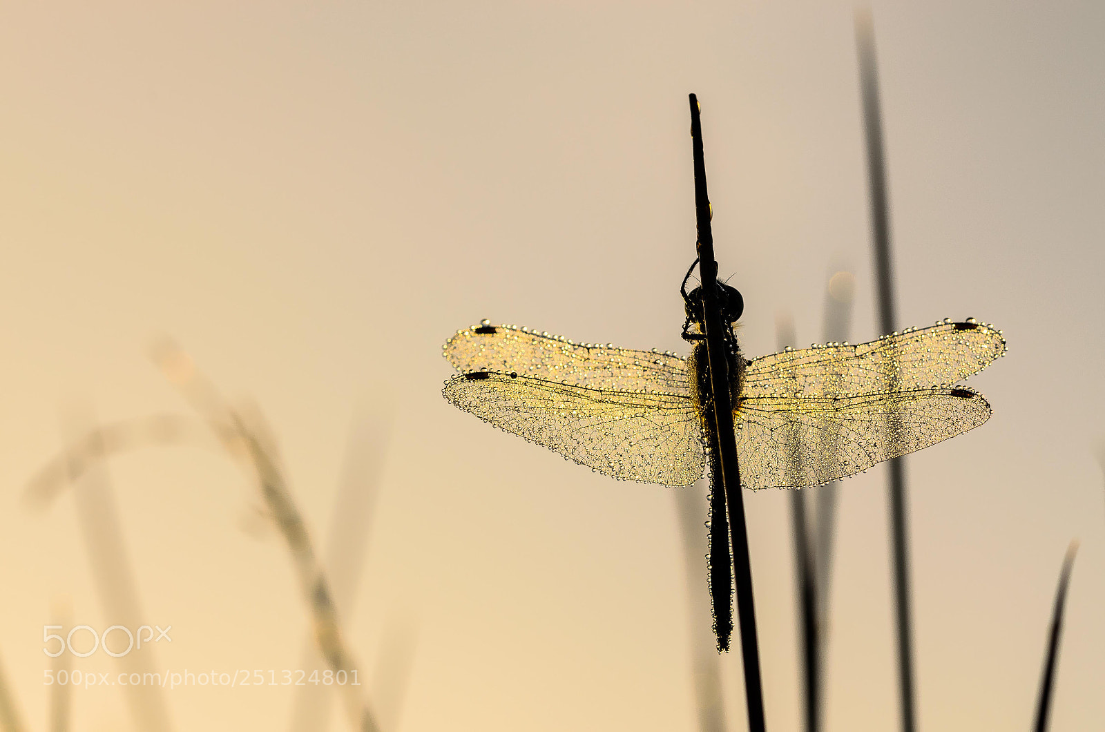 Nikon D5100 sample photo. Pearly dragonfly photography