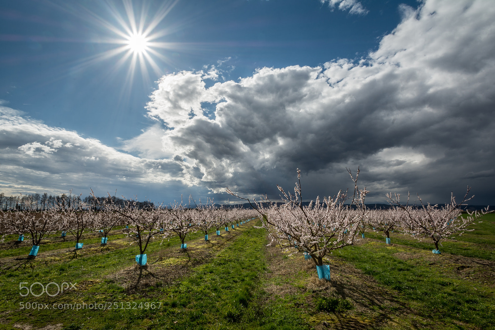 Nikon D7100 sample photo. Printemps dans la dr photography