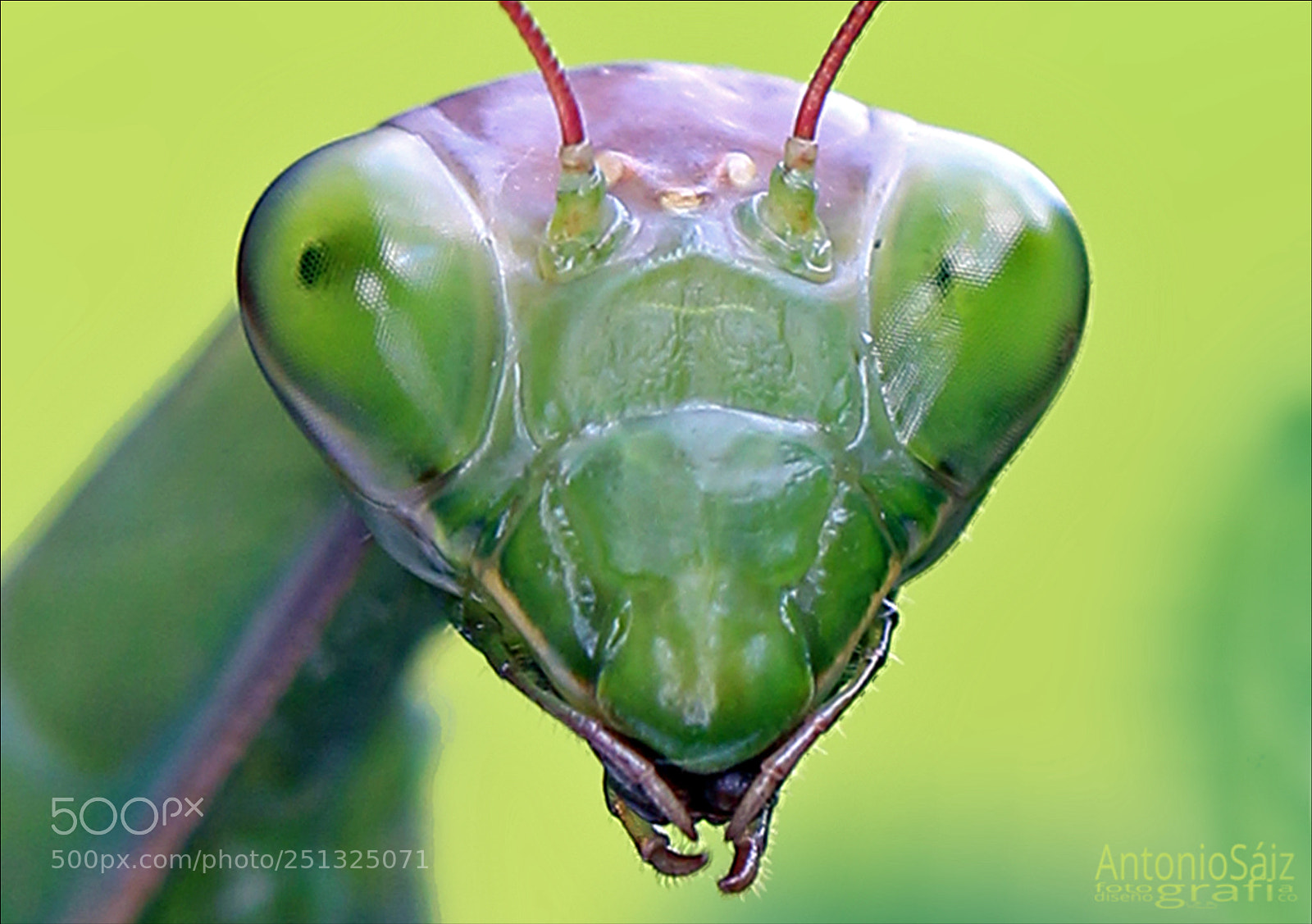 Canon EOS 700D (EOS Rebel T5i / EOS Kiss X7i) sample photo. Mantis photography
