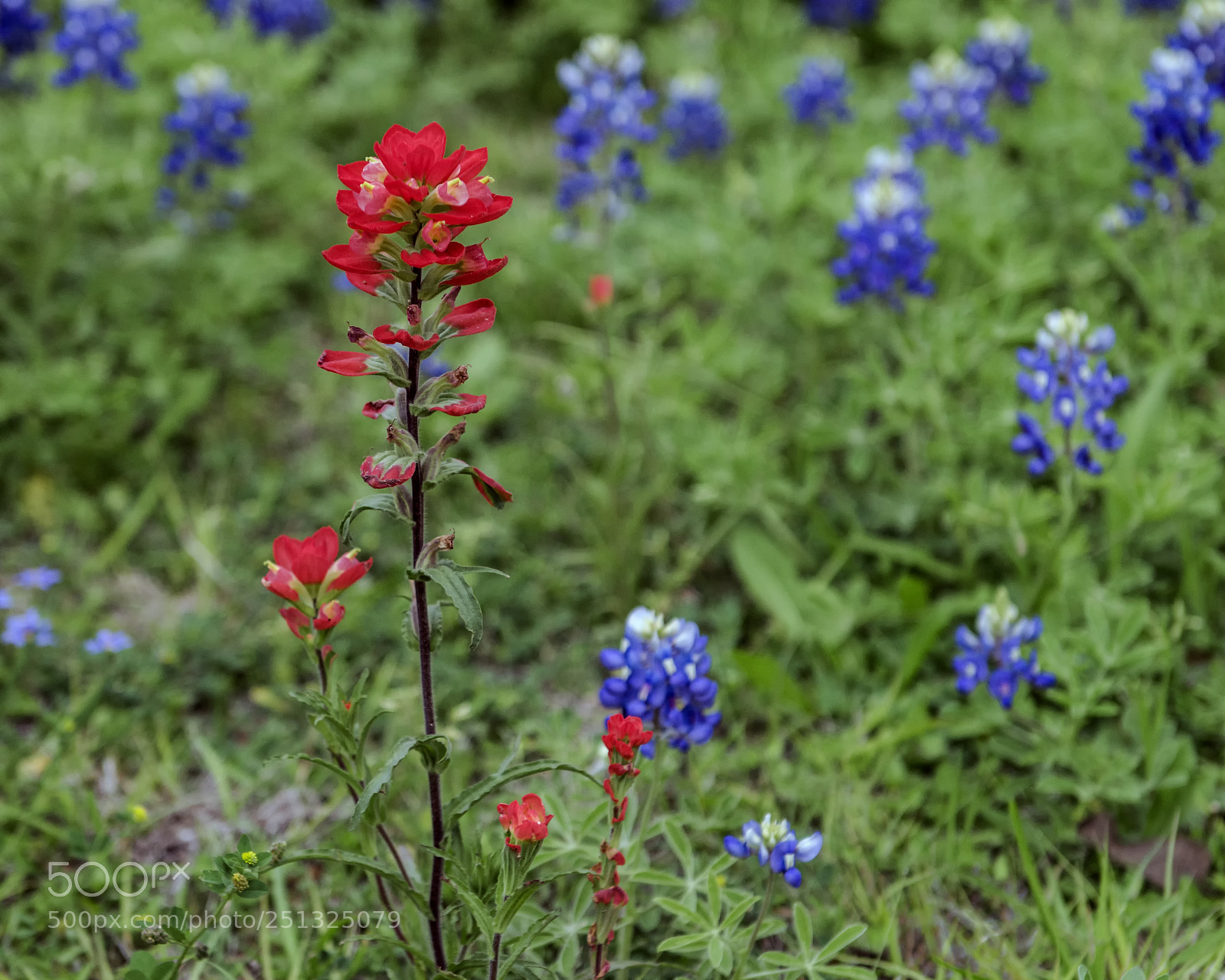 Nikon D800 sample photo. Lonely paintbrush photography