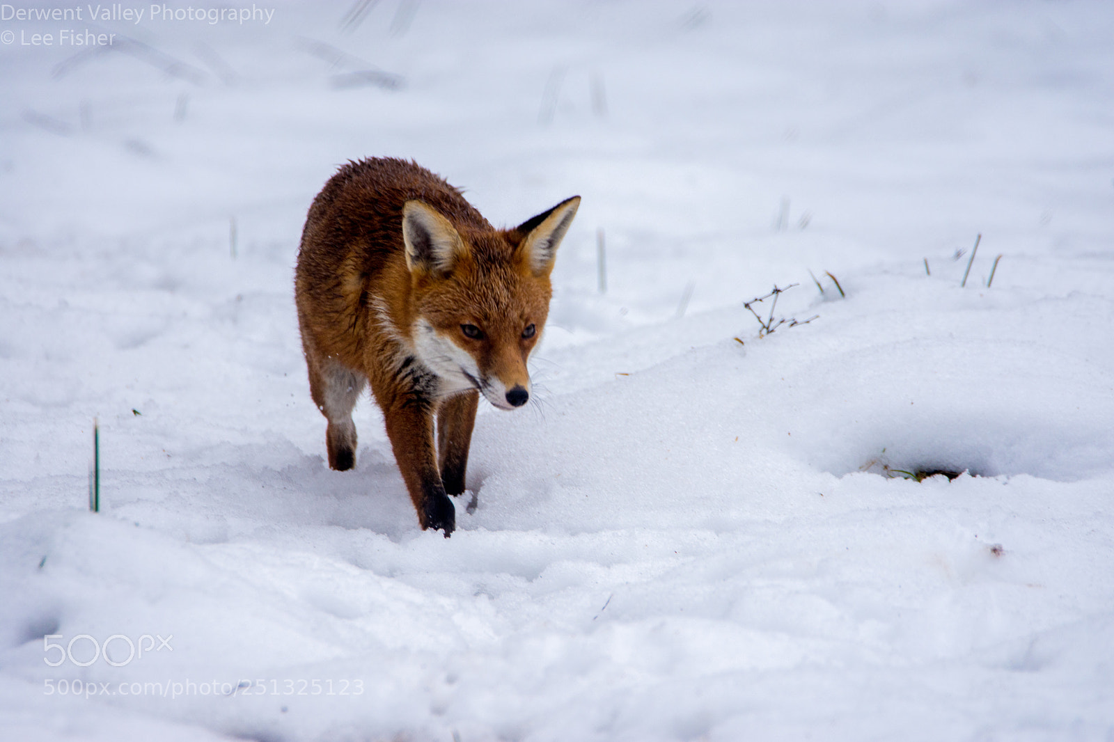 Nikon D7200 sample photo. Mr fox photography
