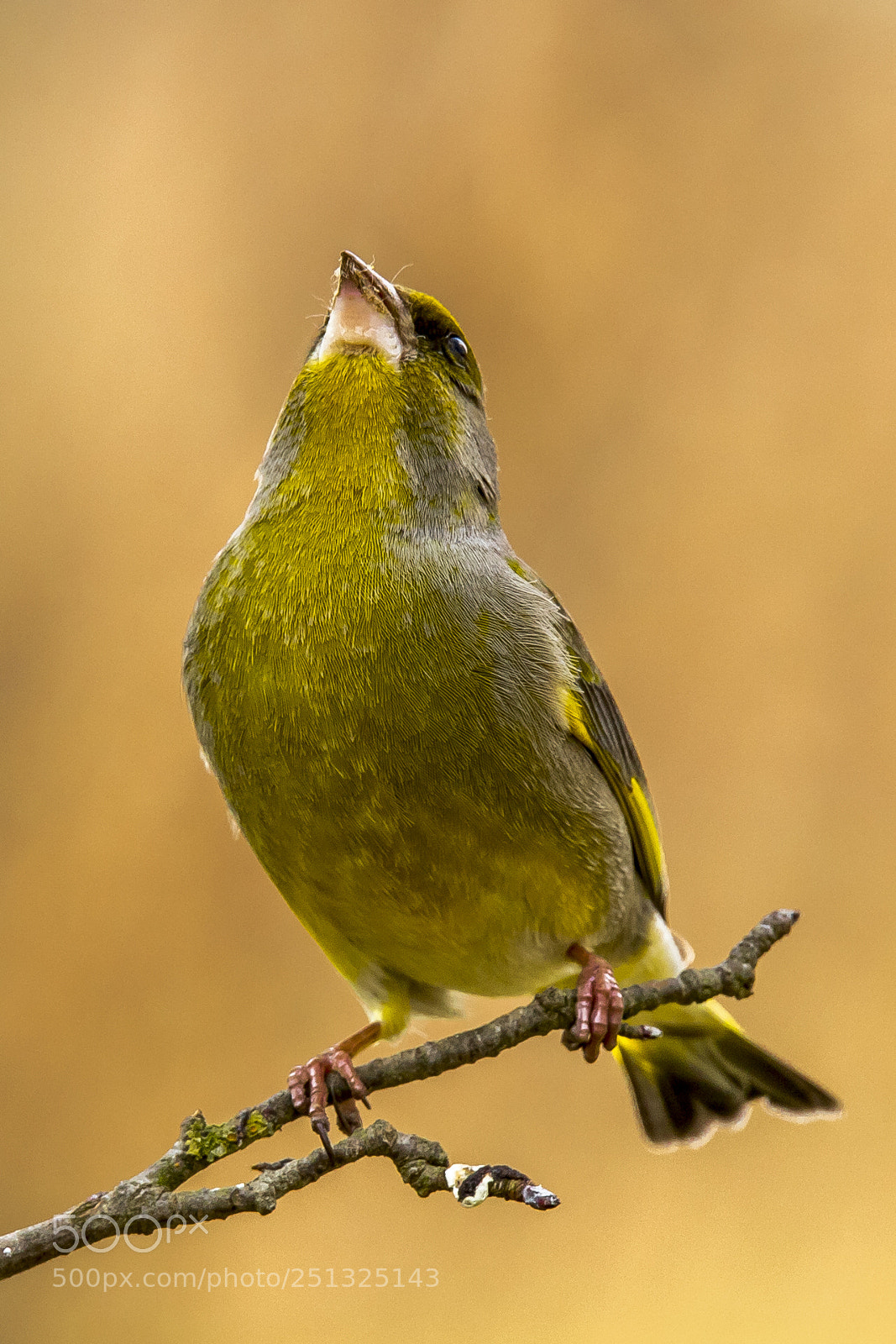 Canon EOS 6D Mark II sample photo. Greenfinch photography