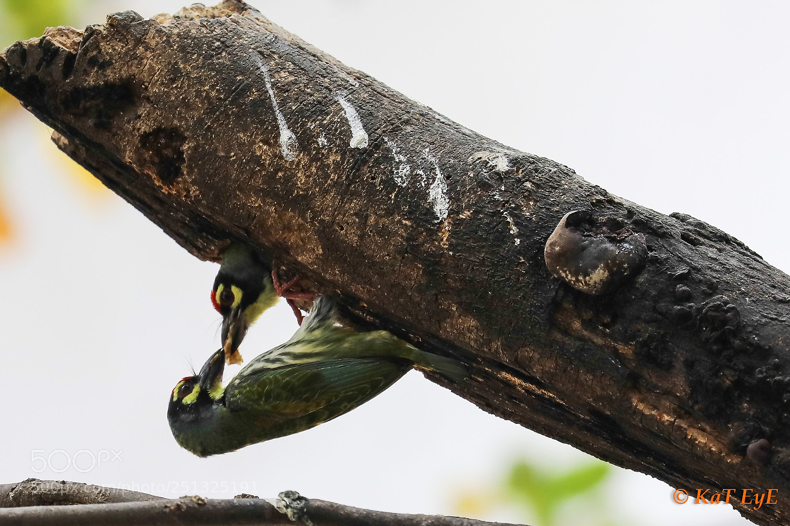 Canon EOS 5D Mark IV sample photo. Coppersmith barbet photography