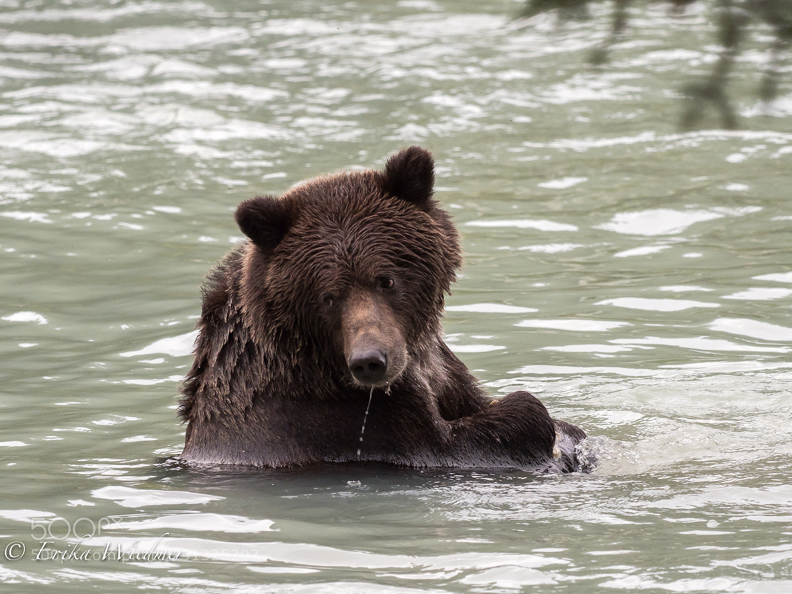 Olympus OM-D E-M1 Mark II sample photo. Gryzzli im fluss! photography