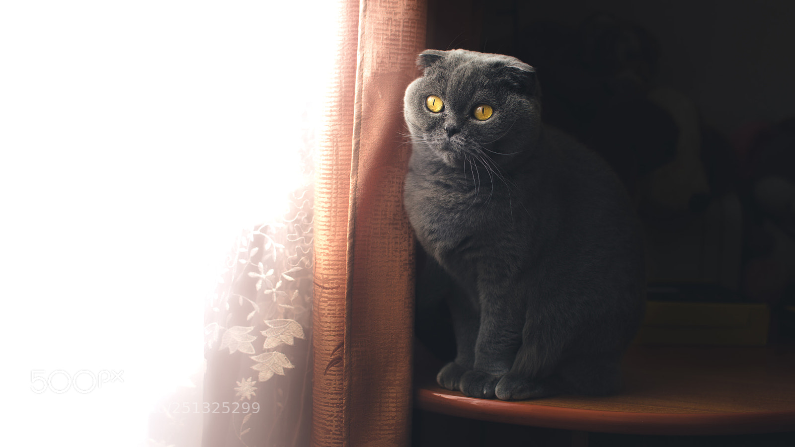 Nikon D7000 sample photo. Scottish fold (＾• ω •＾) photography