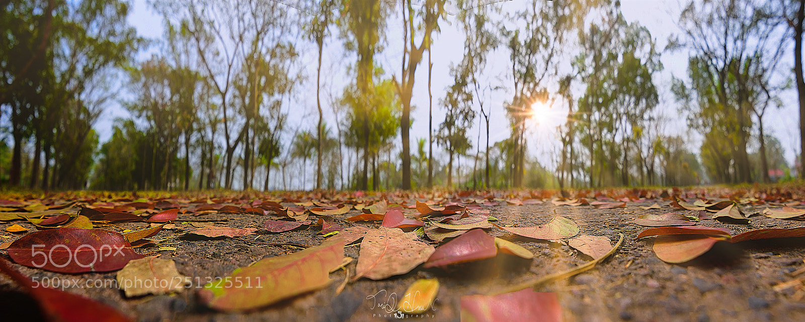 Nikon D7200 sample photo. Leaves... photography